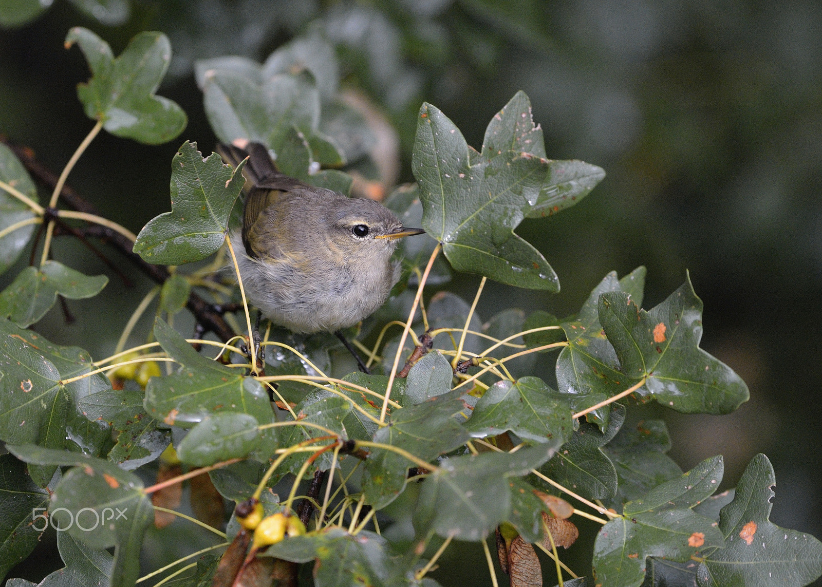 Nikon D7100 + Nikon AF-S Nikkor 500mm F4G ED VR sample photo. Eastern bonelli's warbler photography