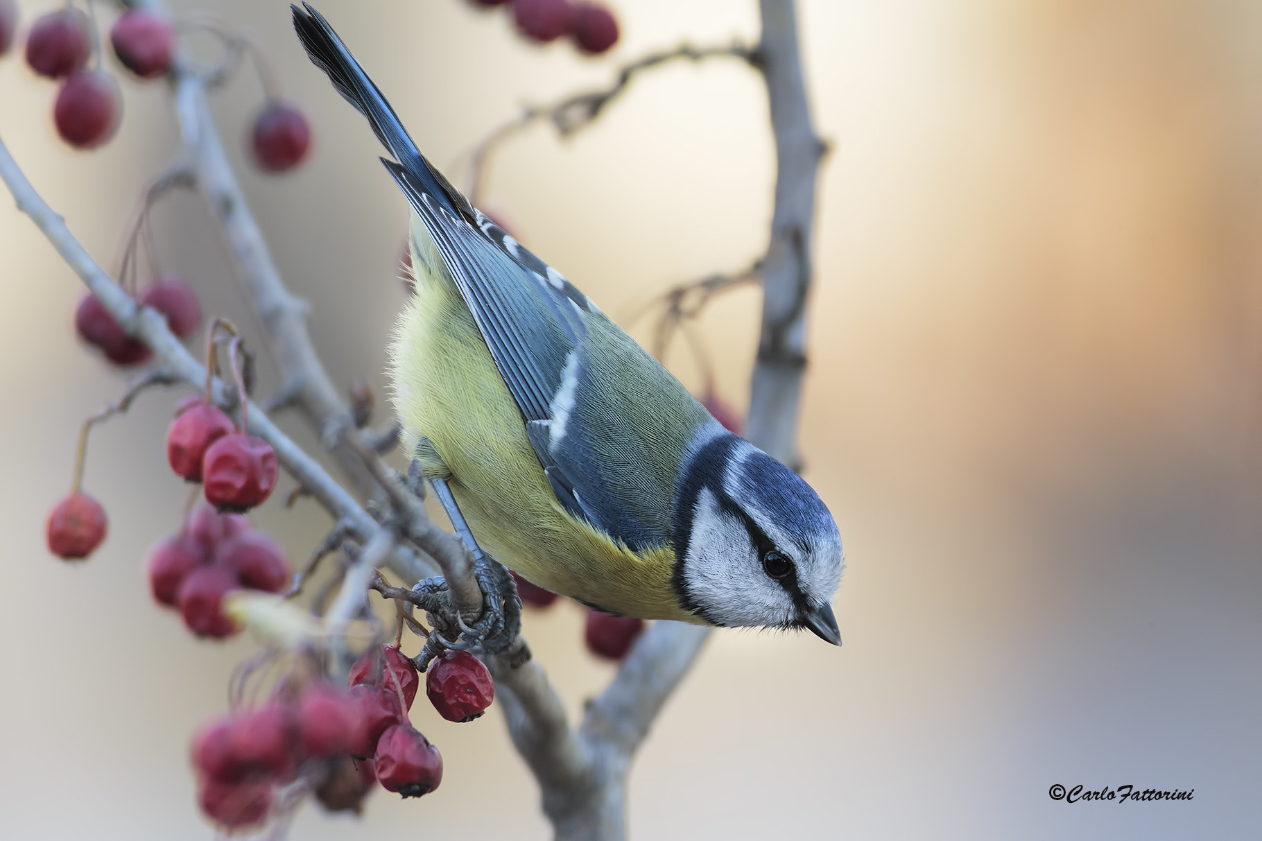 Canon EF 300mm f/2.8L + 2x sample photo. Cinciarella photography