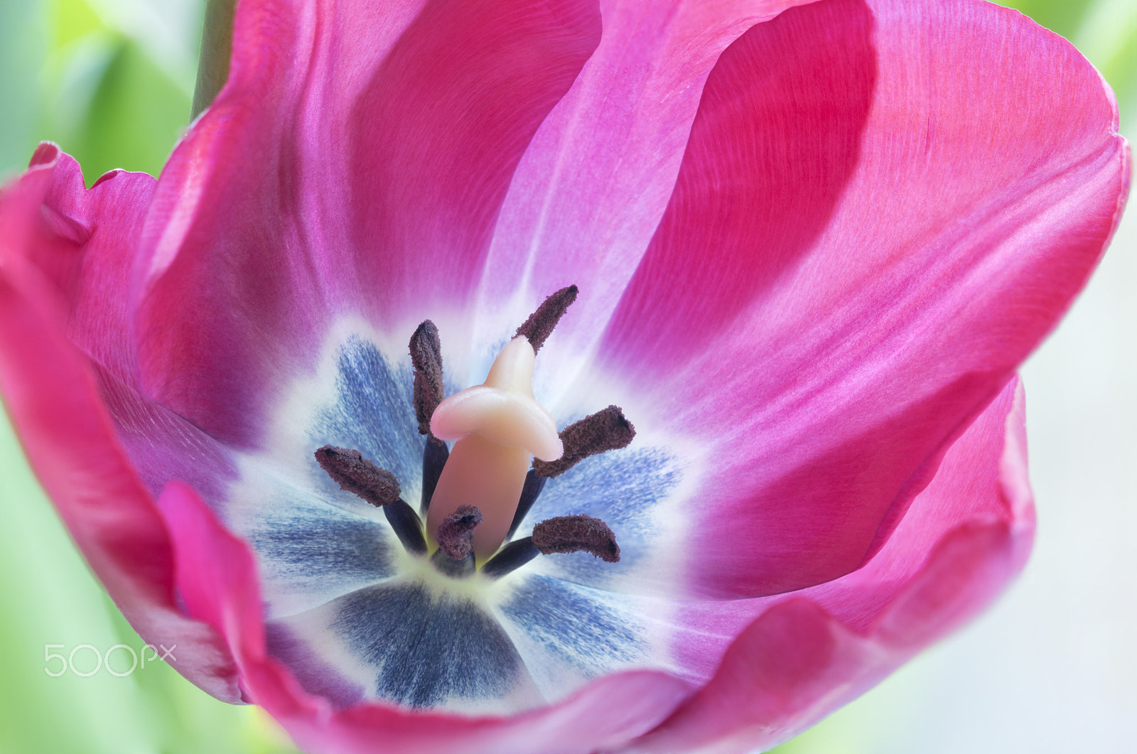 Sigma 105mm F2.8 EX DG OS HSM sample photo. Tulip photography