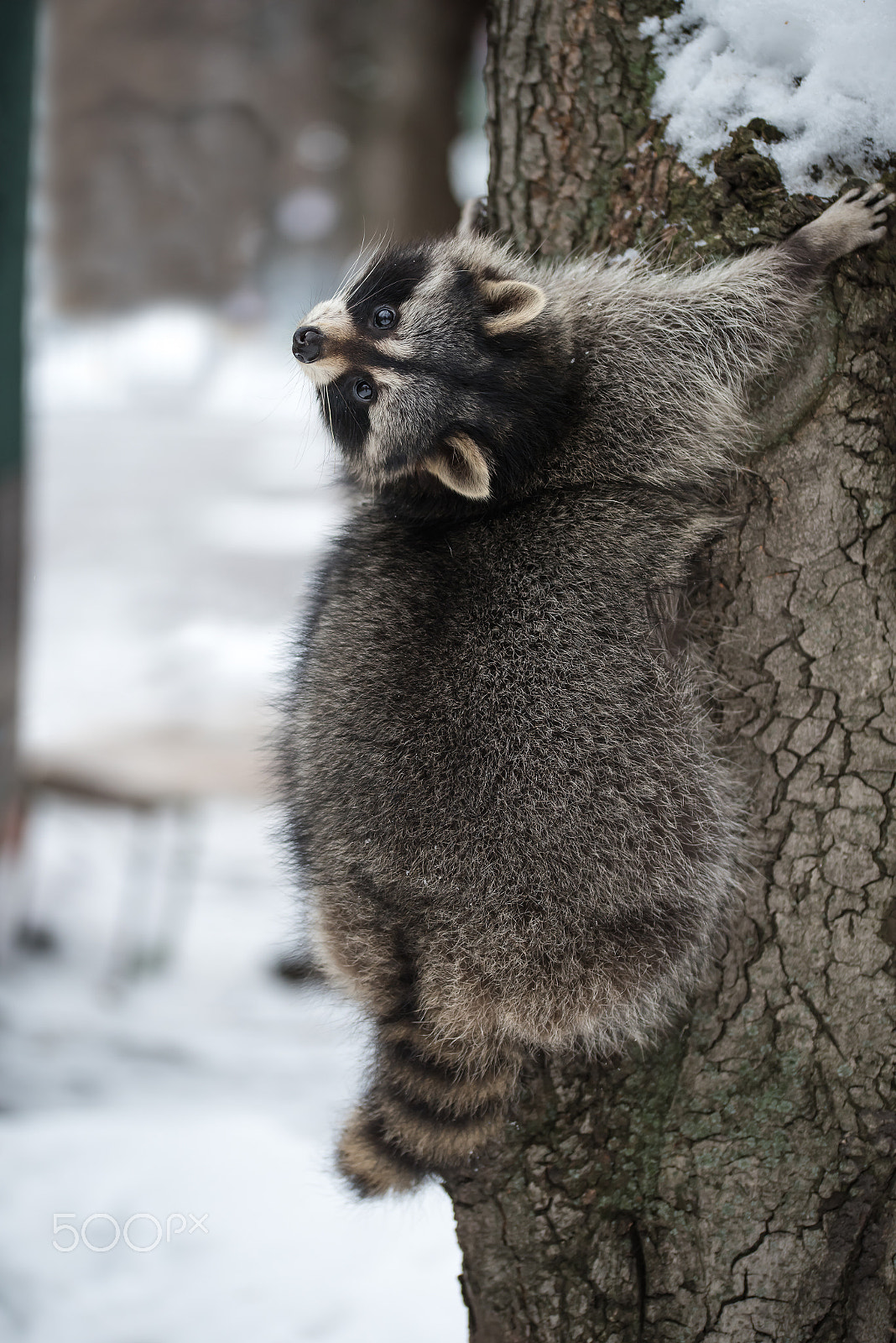 Sigma 105mm F2.8 EX DG OS HSM sample photo. The raccoon on a tree in the winter park photography