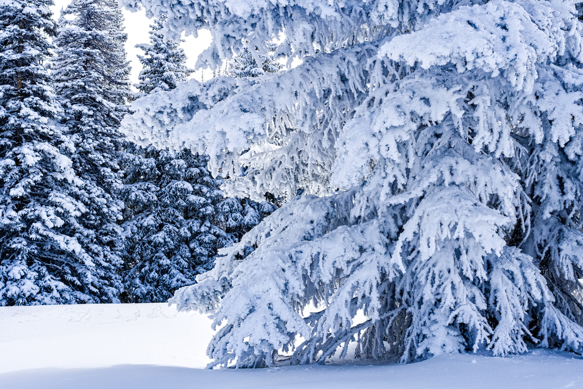 Sony a6300 sample photo. Frosted snow trees vail colorado winter wonderland photography