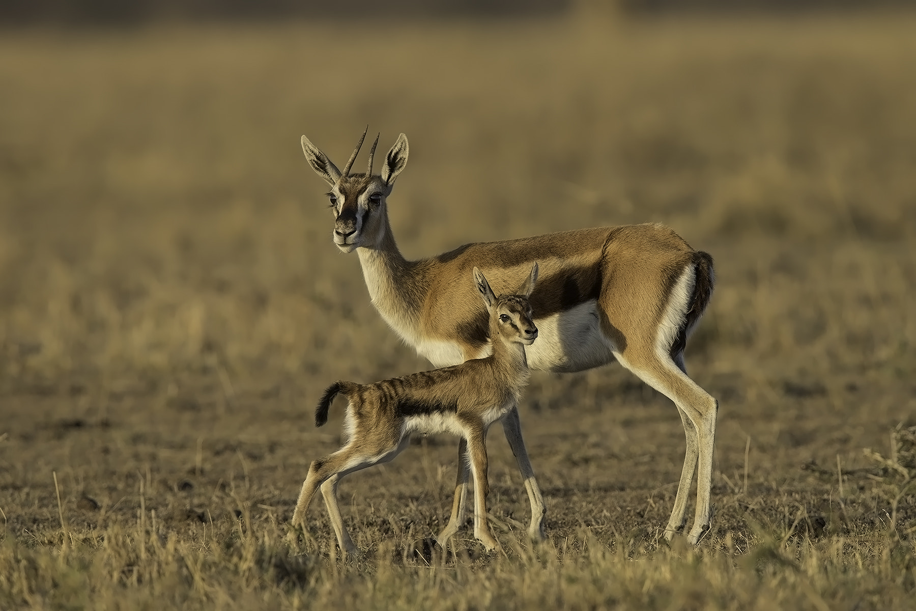 Canon EF 600mm F4L IS II USM sample photo. Born free photography