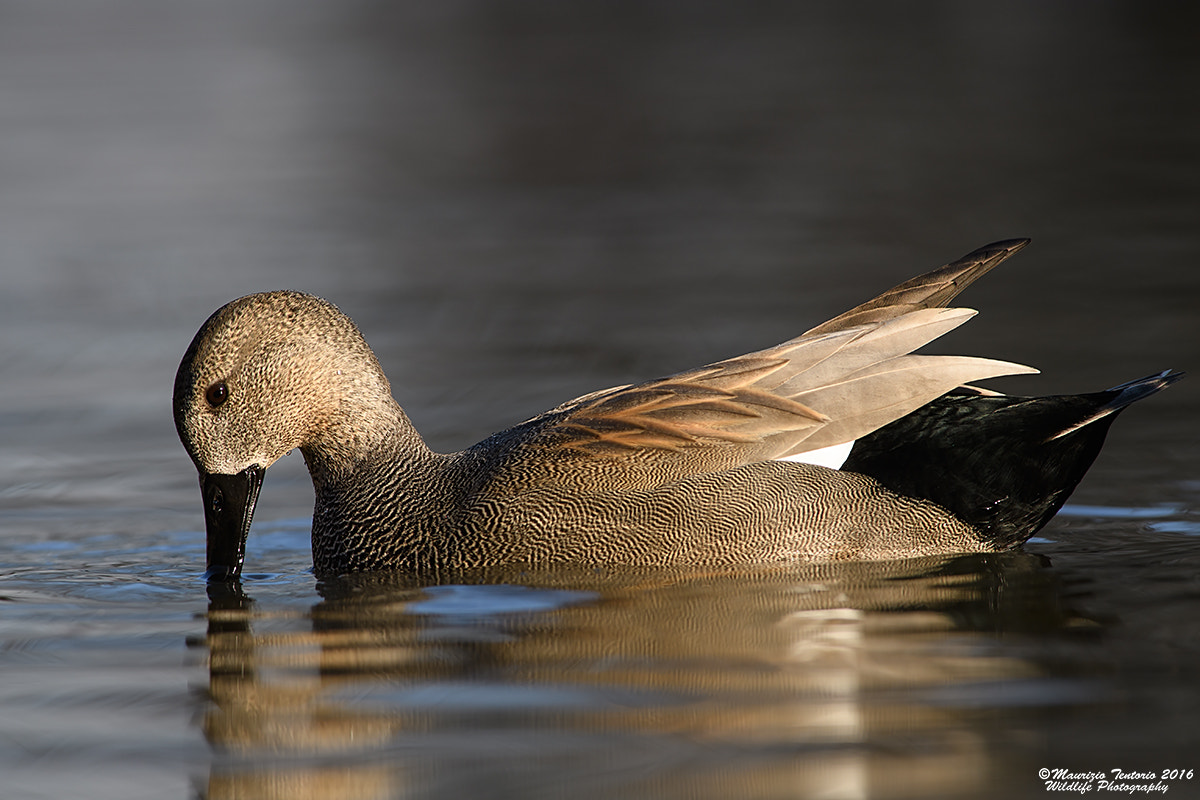 Nikon AF-S Nikkor 300mm F2.8G ED VR II sample photo. Canapiglia (m) anas strepera photography
