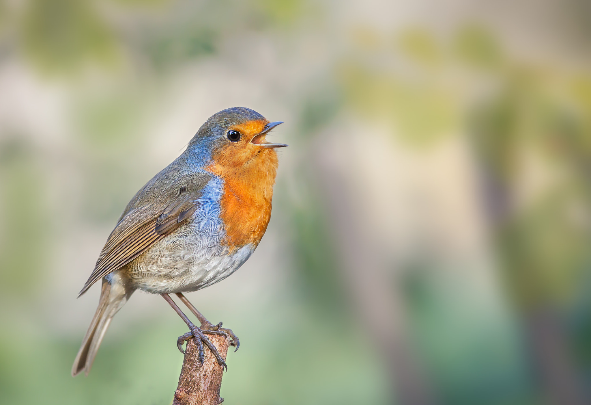 Canon EOS 50D + Canon EF 70-200mm F4L IS USM sample photo. European robin photography