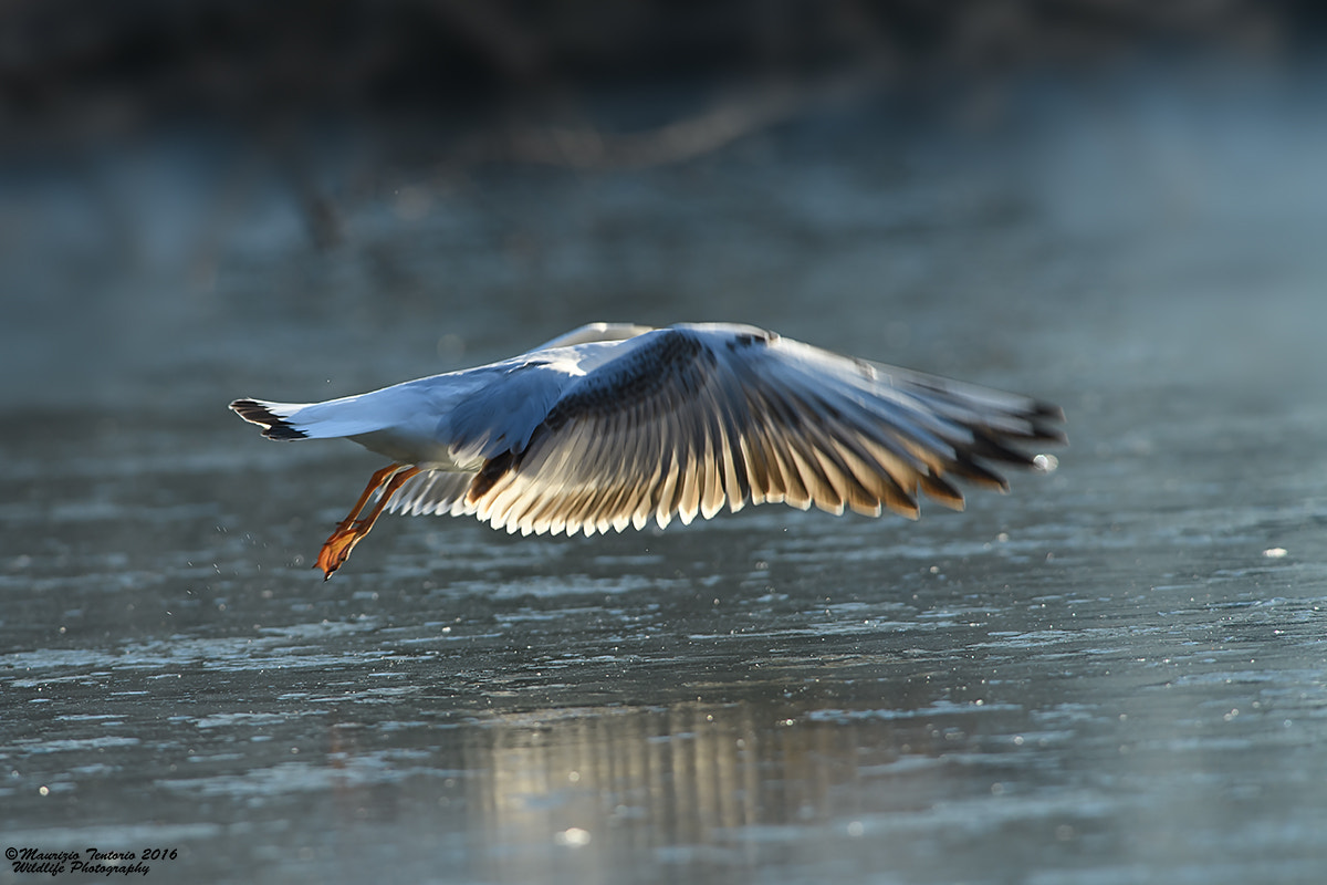 Nikon D5 + Nikon AF-S Nikkor 300mm F2.8G ED VR II sample photo. Gabbiano larinae photography