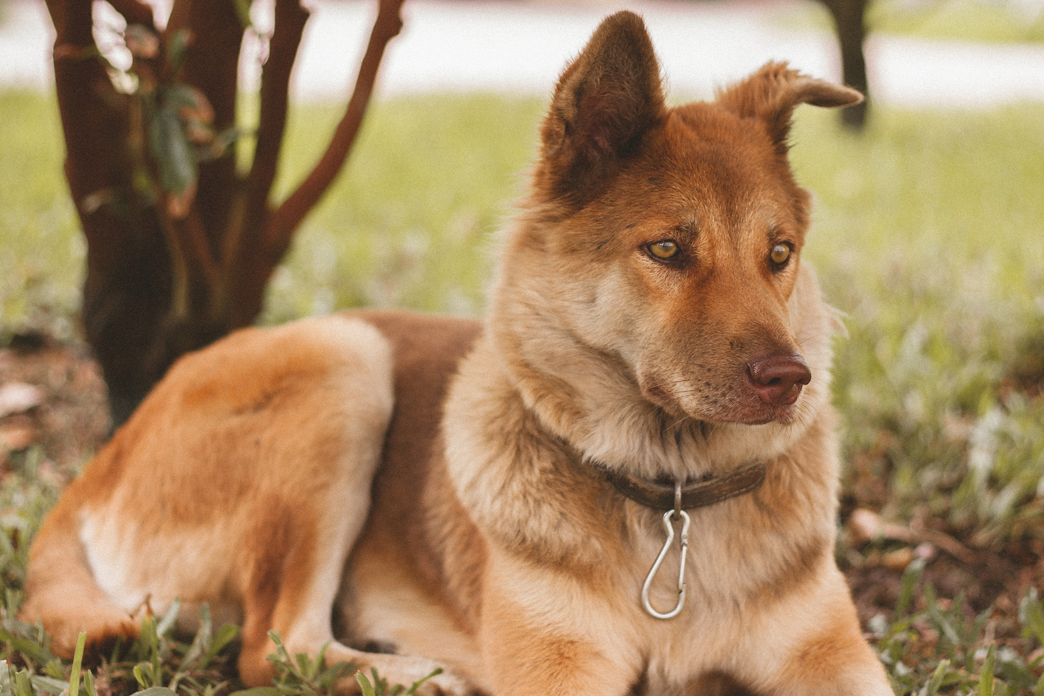 Canon EOS 40D + Canon EF 50mm F1.8 STM sample photo. Lovely dog photography