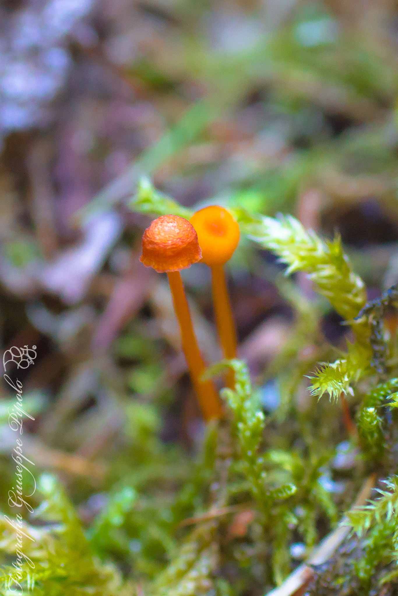 Sony SLT-A77 + Tamron SP AF 90mm F2.8 Di Macro sample photo. Rickenella fibula photography