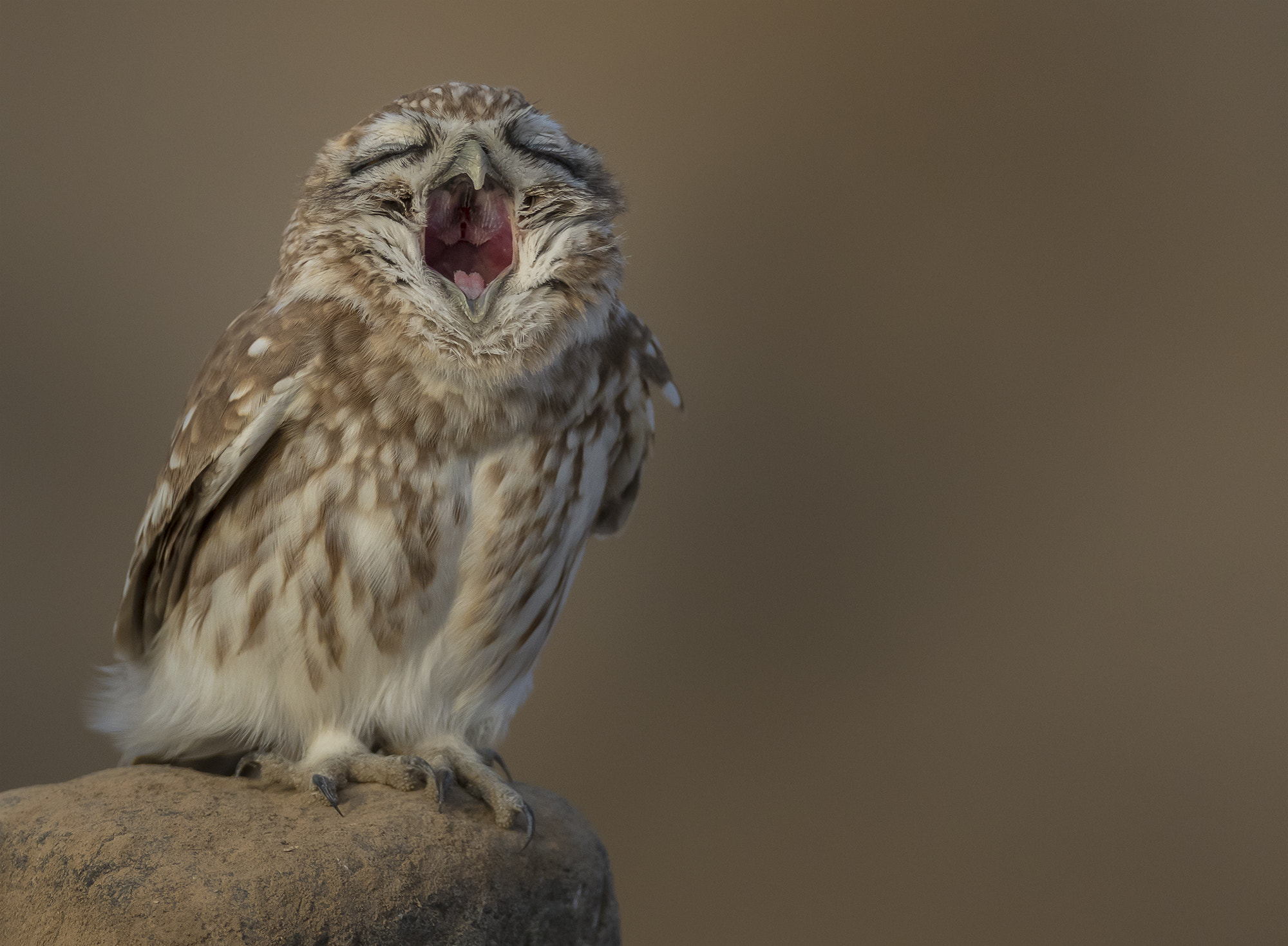 Canon EOS 7D Mark II + Canon EF 800mm F5.6L IS USM sample photo. Littel owl photography