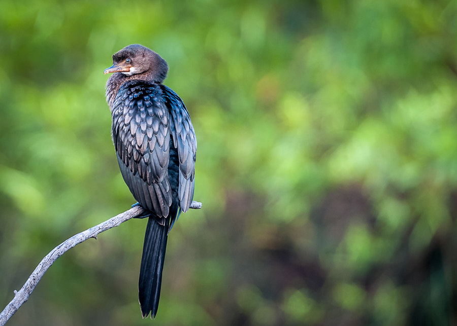 Nikon D300 sample photo. Reed cormorant photography