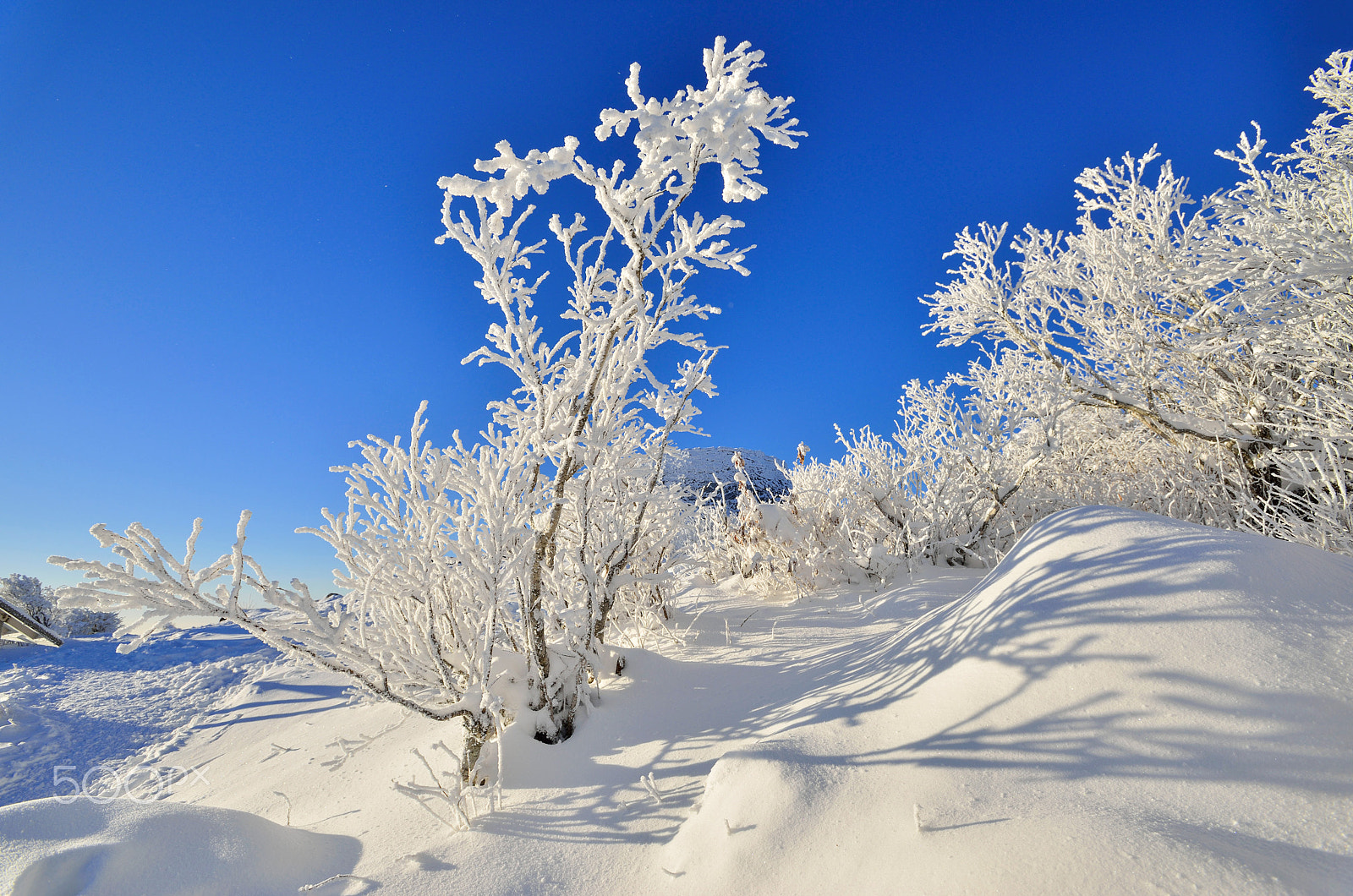 Nikon AF-S Nikkor 17-35mm F2.8D ED-IF sample photo. White tree photography