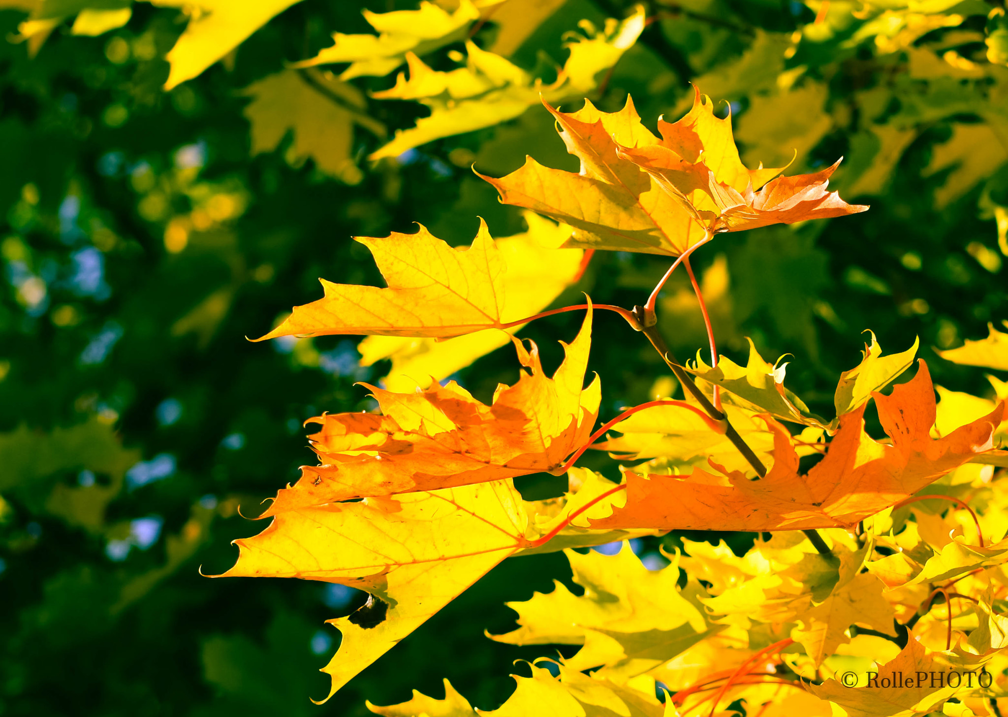 Nikon D7200 + Sigma 50mm F1.4 EX DG HSM sample photo. Light on leafs photography