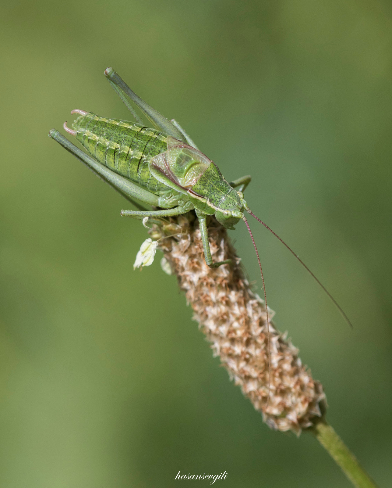 Sigma APO Macro 150mm f/2.8 EX DG HSM sample photo. Isophya photography