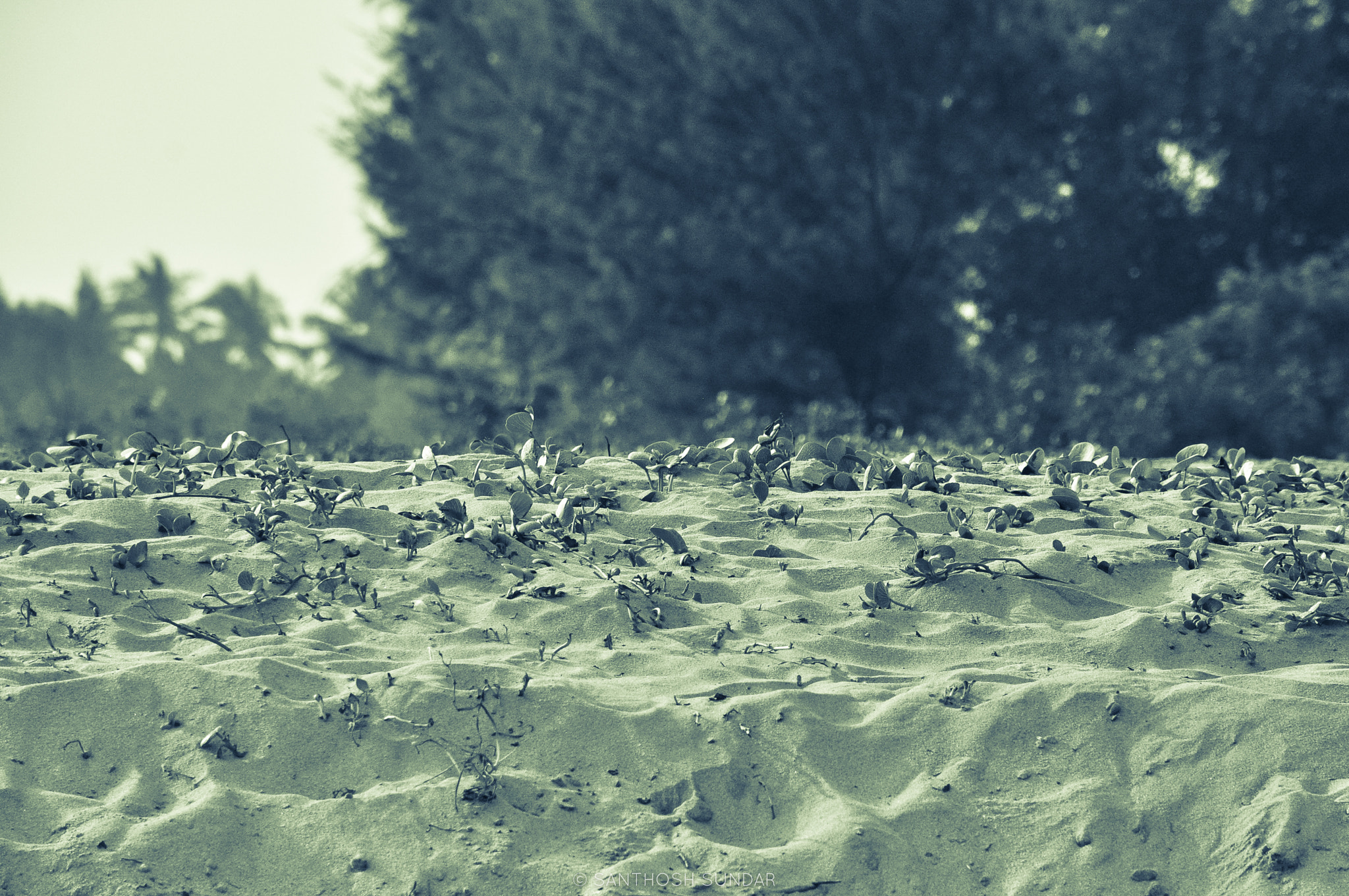 Nikon D5000 sample photo. Through the sand photography