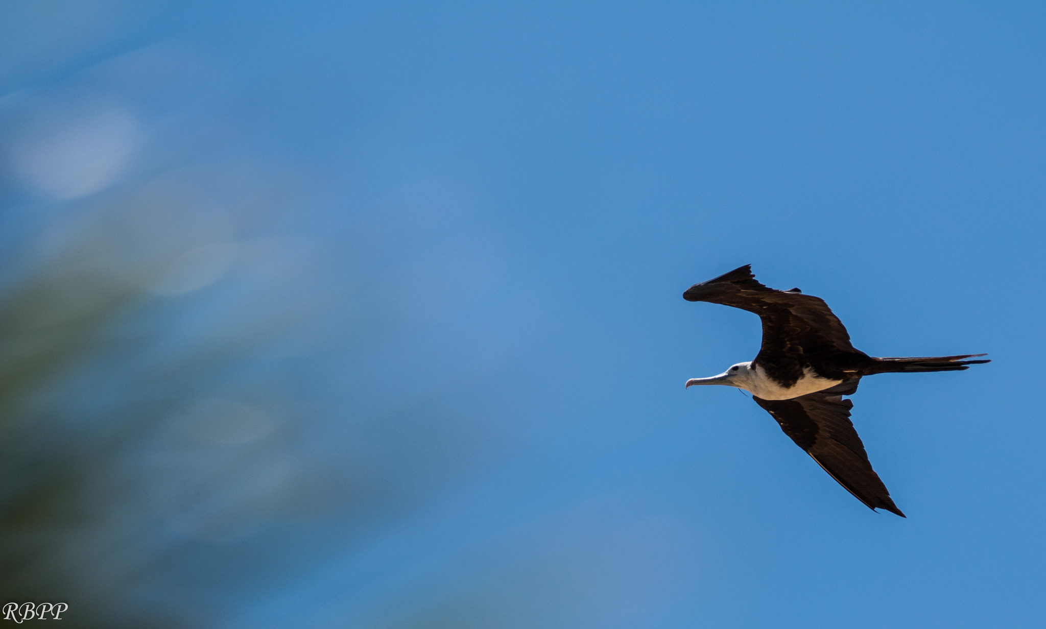 150-600mm F5-6.3 DG OS HSM | Contemporary 015 sample photo. Img photography