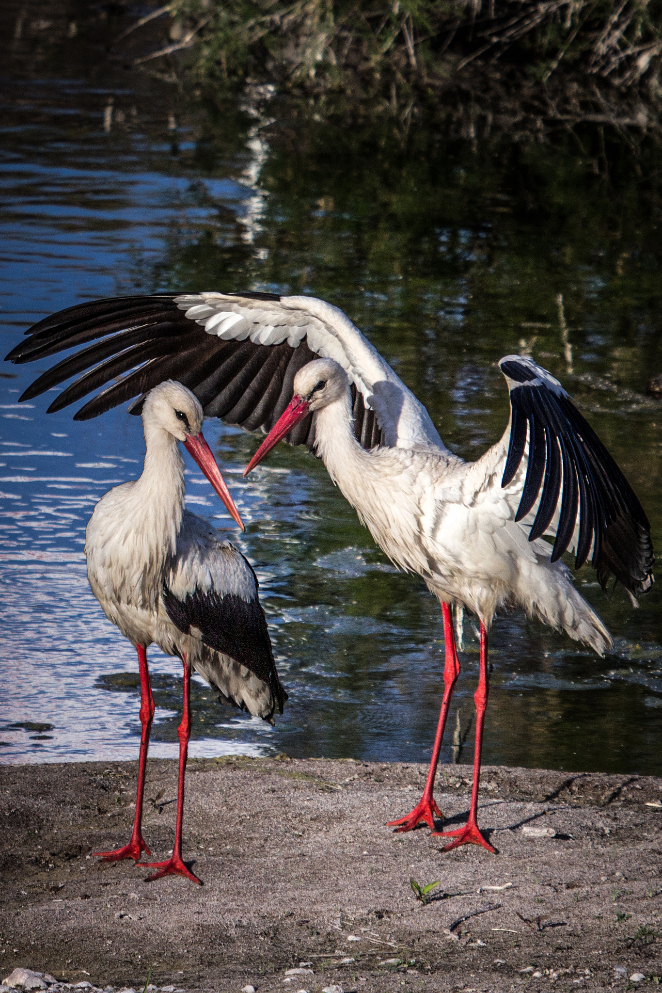 Canon EF 100-400mm F4.5-5.6L IS USM sample photo. Ciconiidae...ciconia ciconia..stork photography