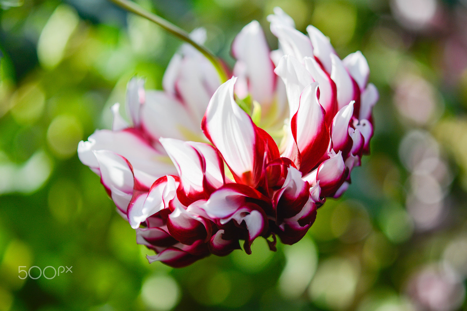 Nikon AF-S Micro-Nikkor 60mm F2.8G ED sample photo. Bokeh photography