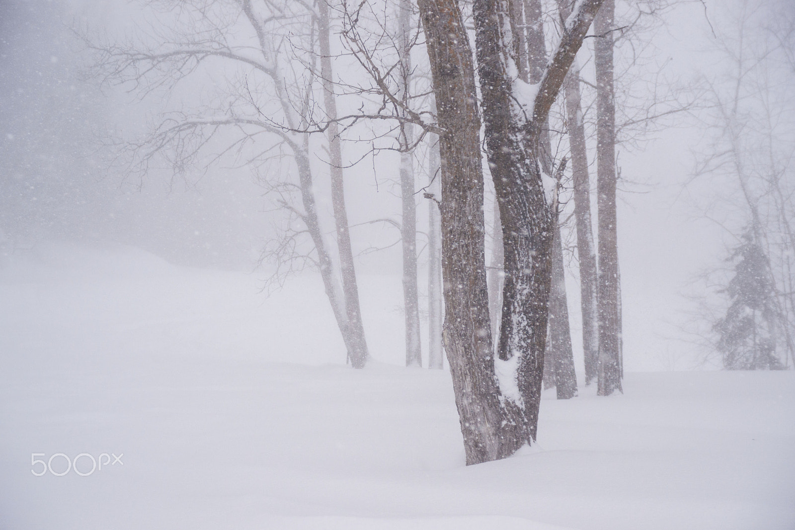 Sony Alpha DSLR-A900 sample photo. Blizzard photography