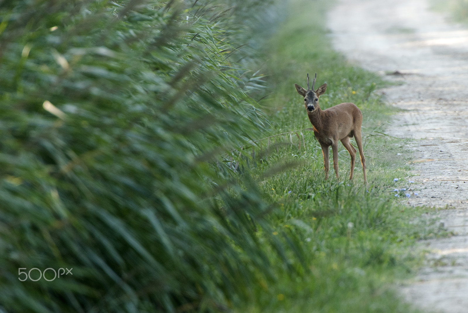 Nikon D80 + Nikon AF-S Nikkor 200-400mm F4G ED-IF VR sample photo. Deer photography