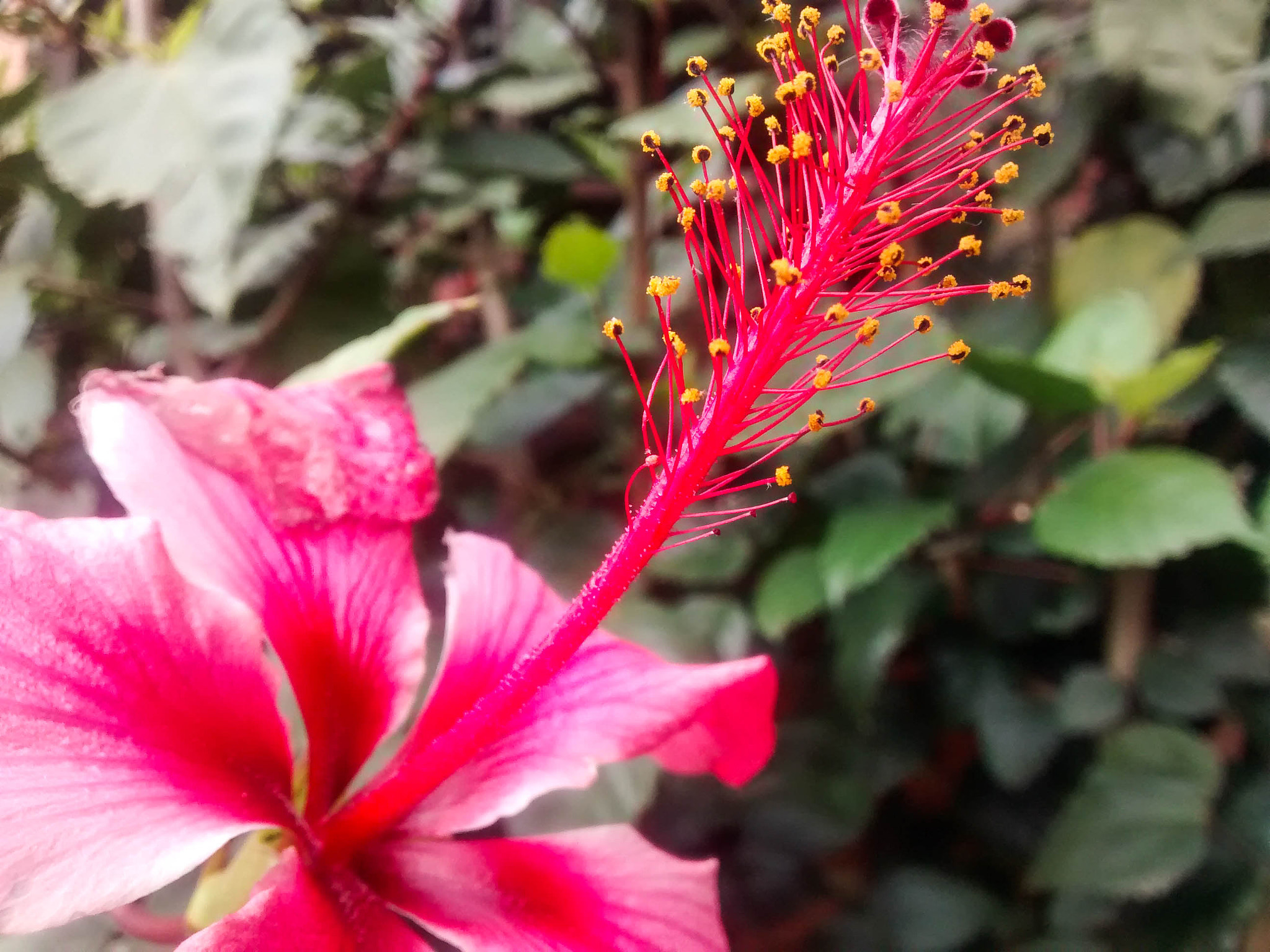 Motorola Moto G with 4G LTE (1st Gen) sample photo. Flower photography