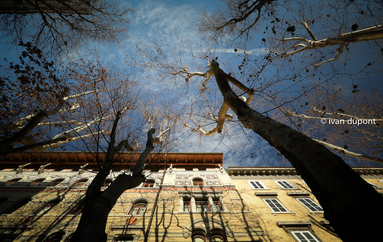 Canon EOS M5 sample photo. Mild winter in trieste, italy photography
