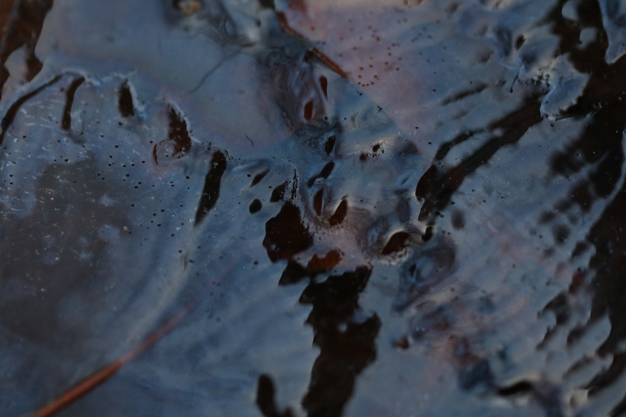 Canon EF 100mm F2.8L Macro IS USM sample photo. The shape of frozen leaves photography