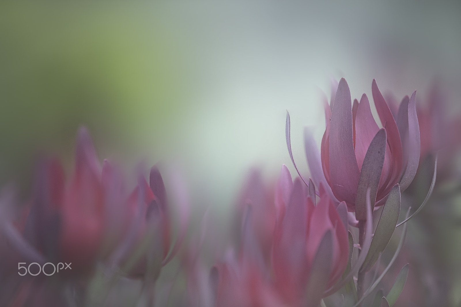 Canon EF 180mm F3.5L Macro USM sample photo. Apart photography