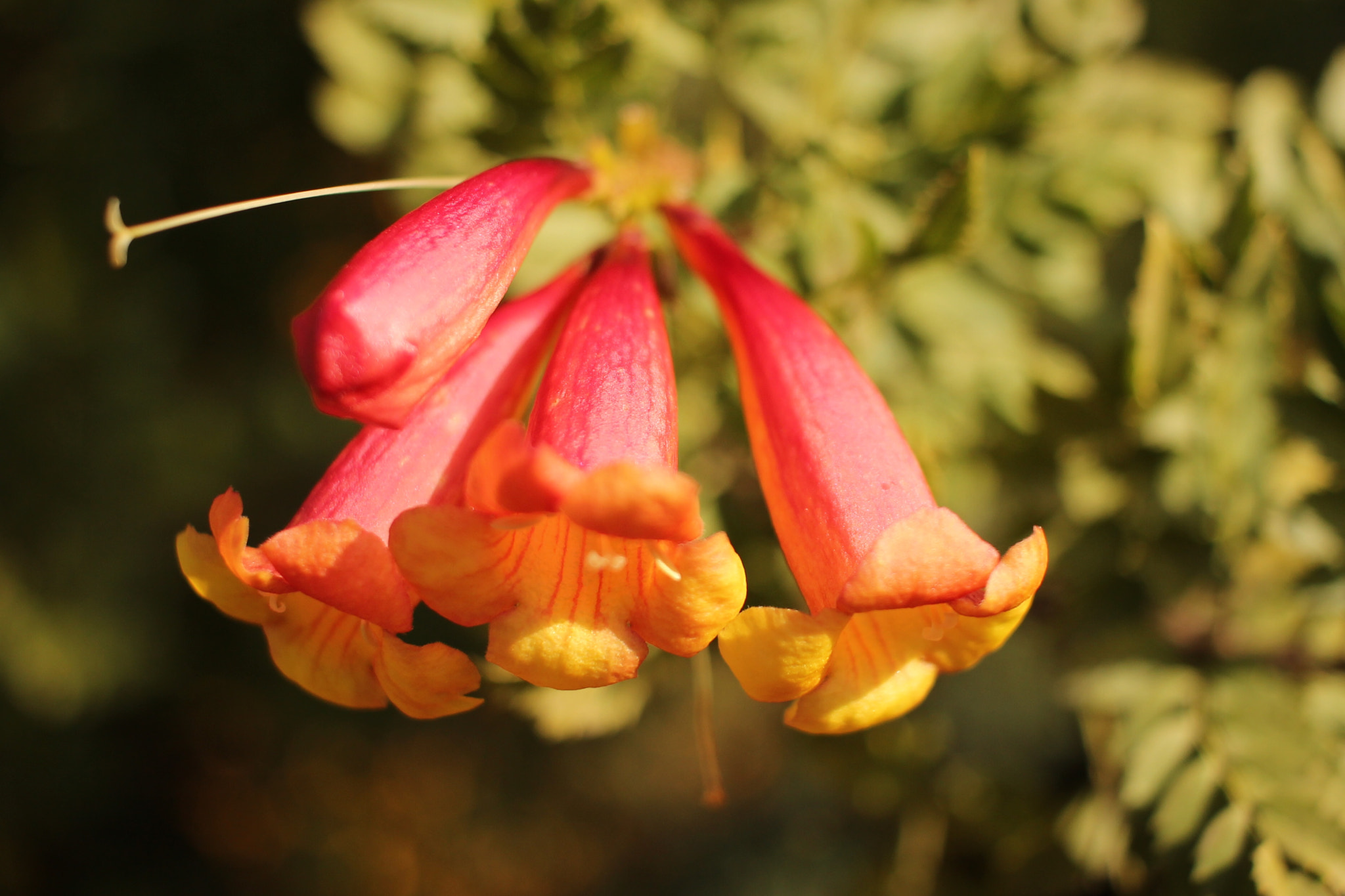 Canon EF-S 24mm F2.8 STM sample photo. Opening to the sun photography