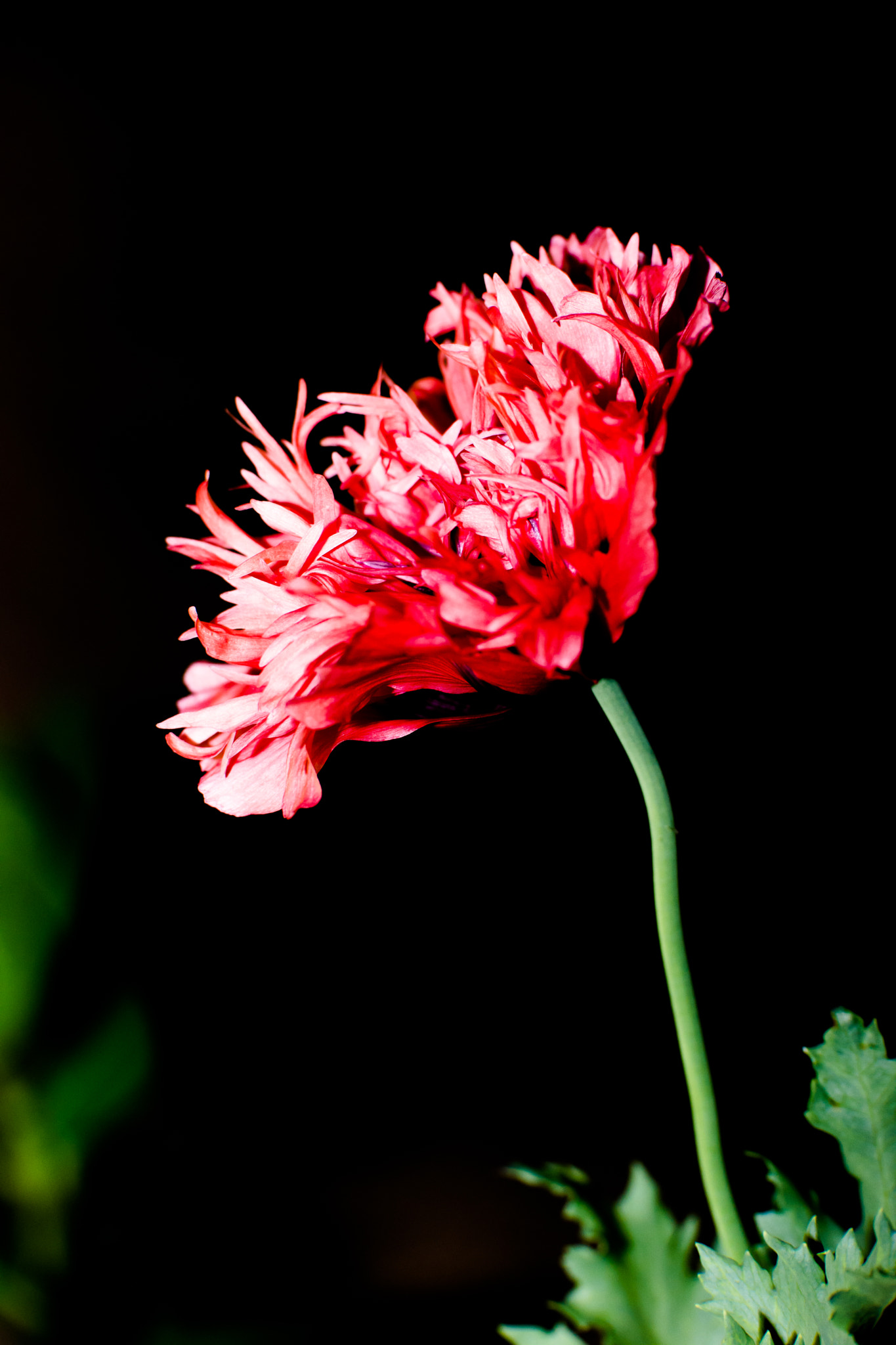 Samsung NX1 + NX 50-150mm F2.8 S sample photo. Poppy flower photography