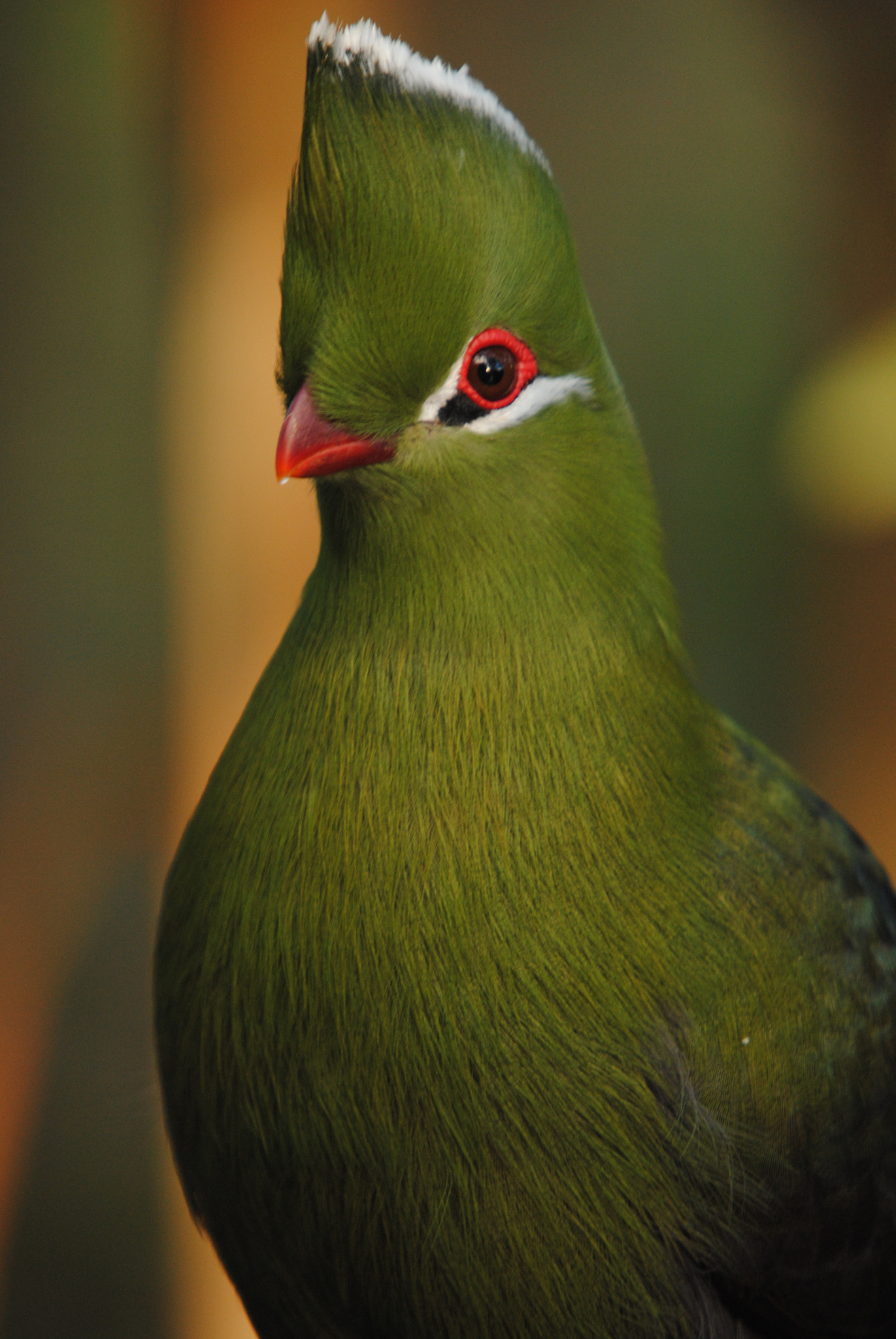 Nikon D3000 + Sigma 50-500mm F4-6.3 EX APO RF HSM sample photo. Knysna turaco photography