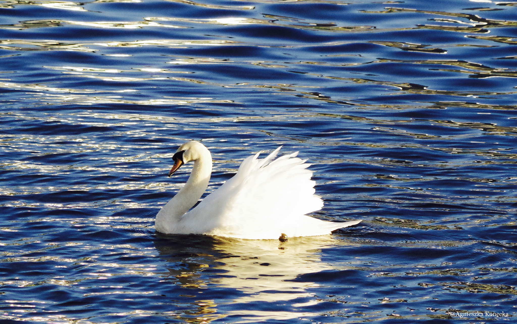 Pentax K-50 sample photo. Swan photography