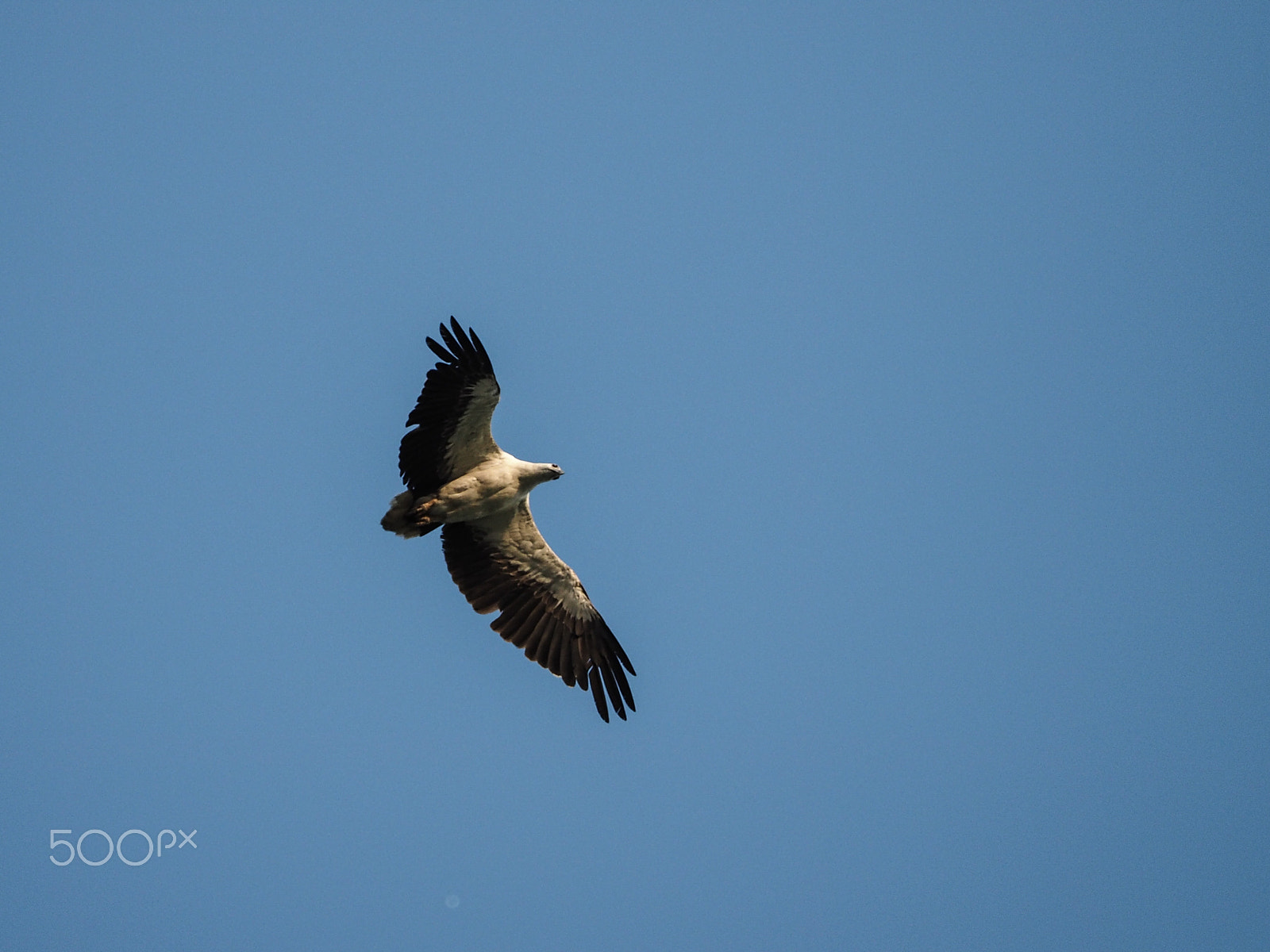 Olympus OM-D E-M1 + Olympus M.Zuiko Digital ED 40-150mm F2.8 Pro sample photo. King of the sky photography