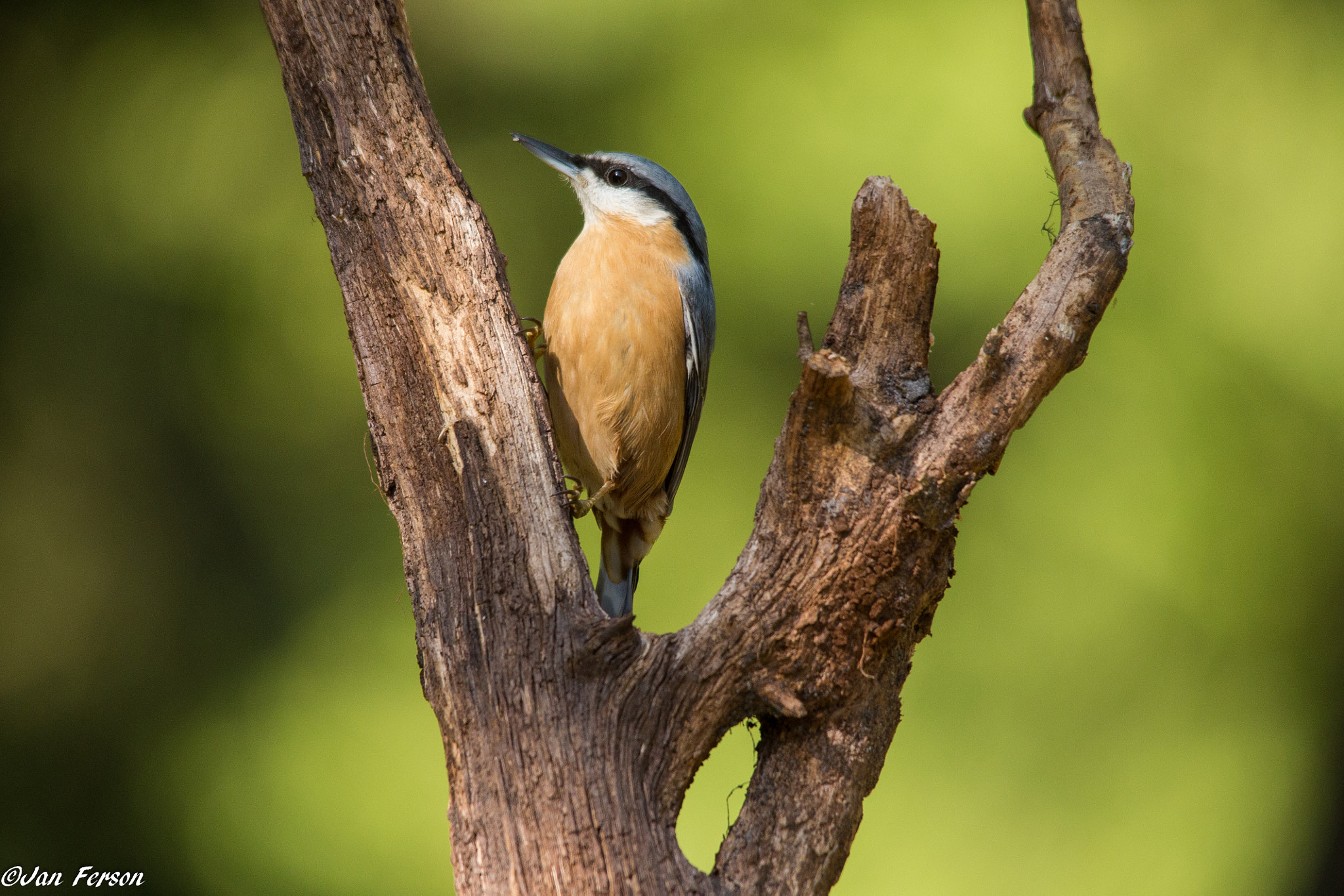 Canon EOS 6D sample photo. Nuthatch photography