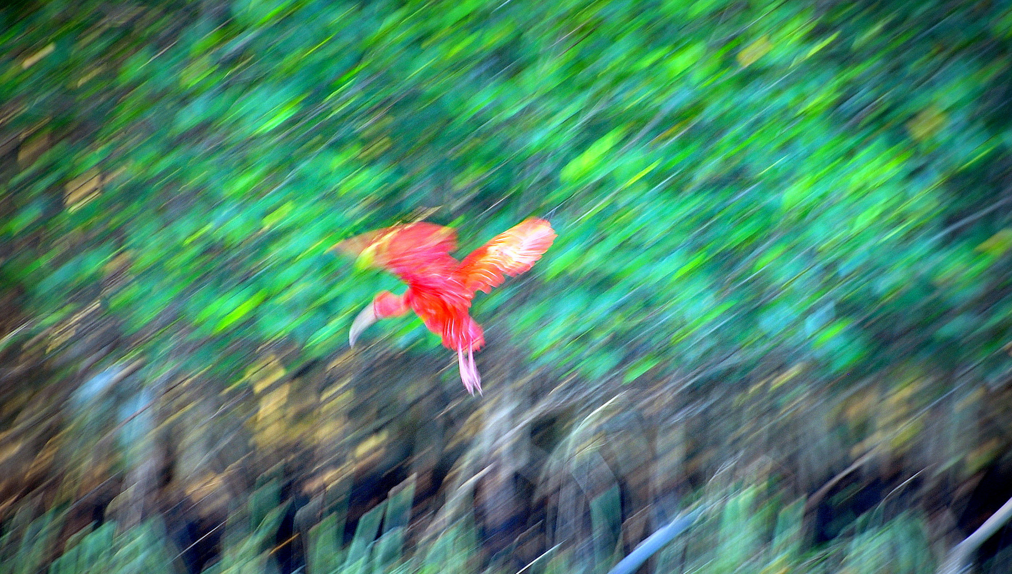 Nikon D3000 + Nikon AF-S Nikkor 70-300mm F4.5-5.6G VR sample photo. Abstract image - scarlet ibis ( an error in photography, but with an interesting result ). photography