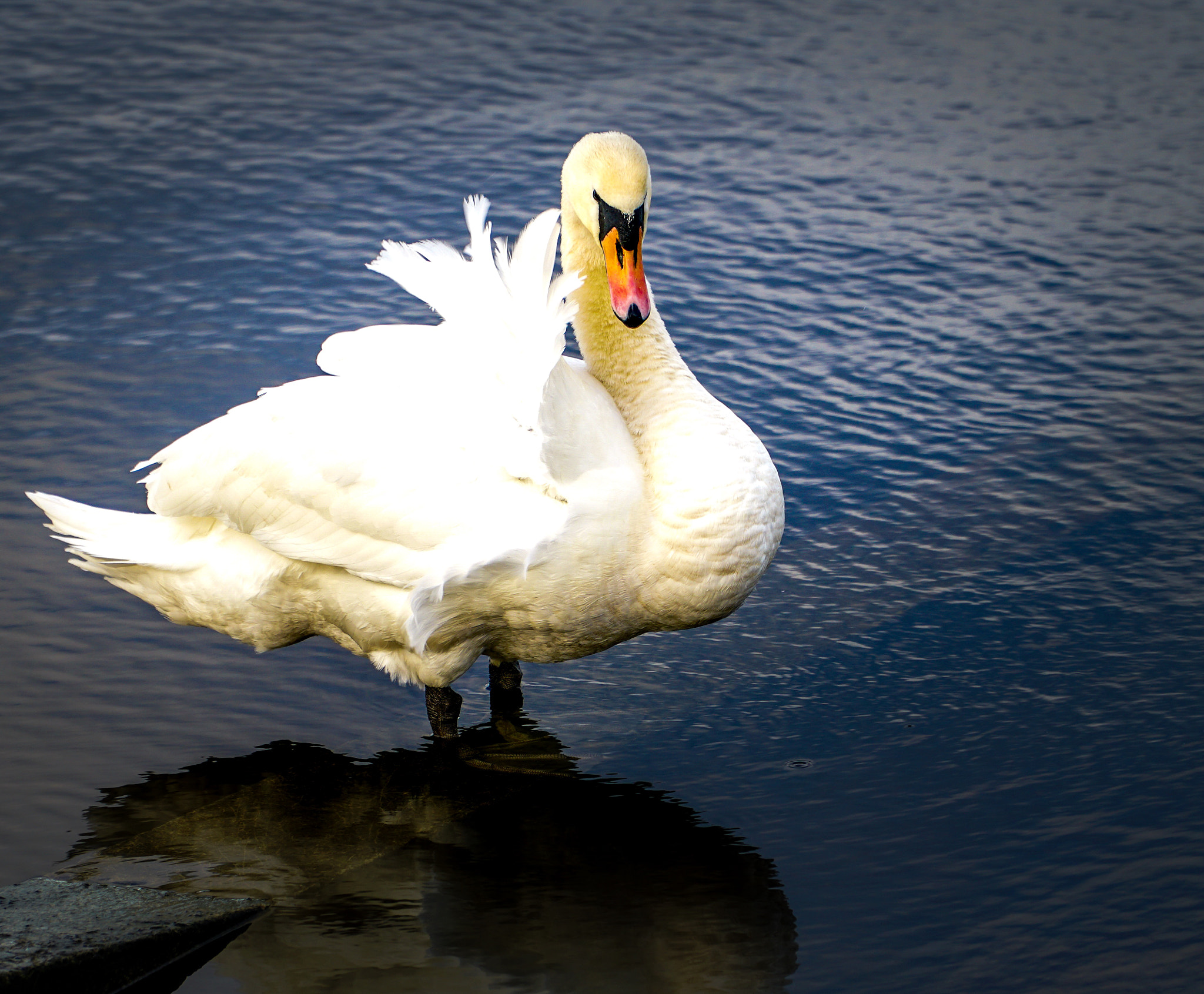 Sony E PZ 18-105mm F4 G OSS sample photo