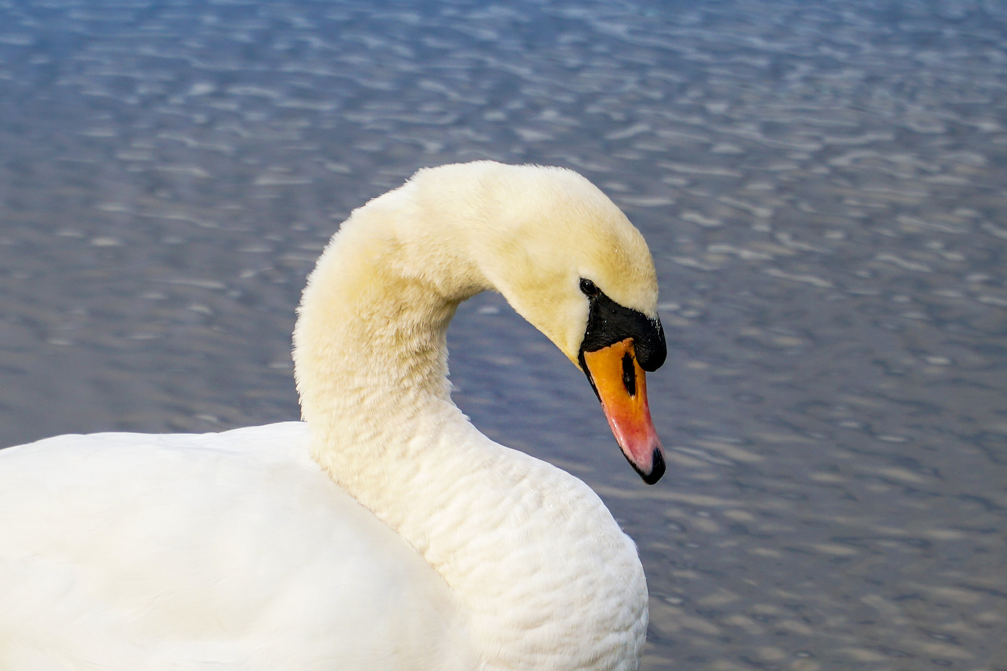 Sony E PZ 18-105mm F4 G OSS sample photo