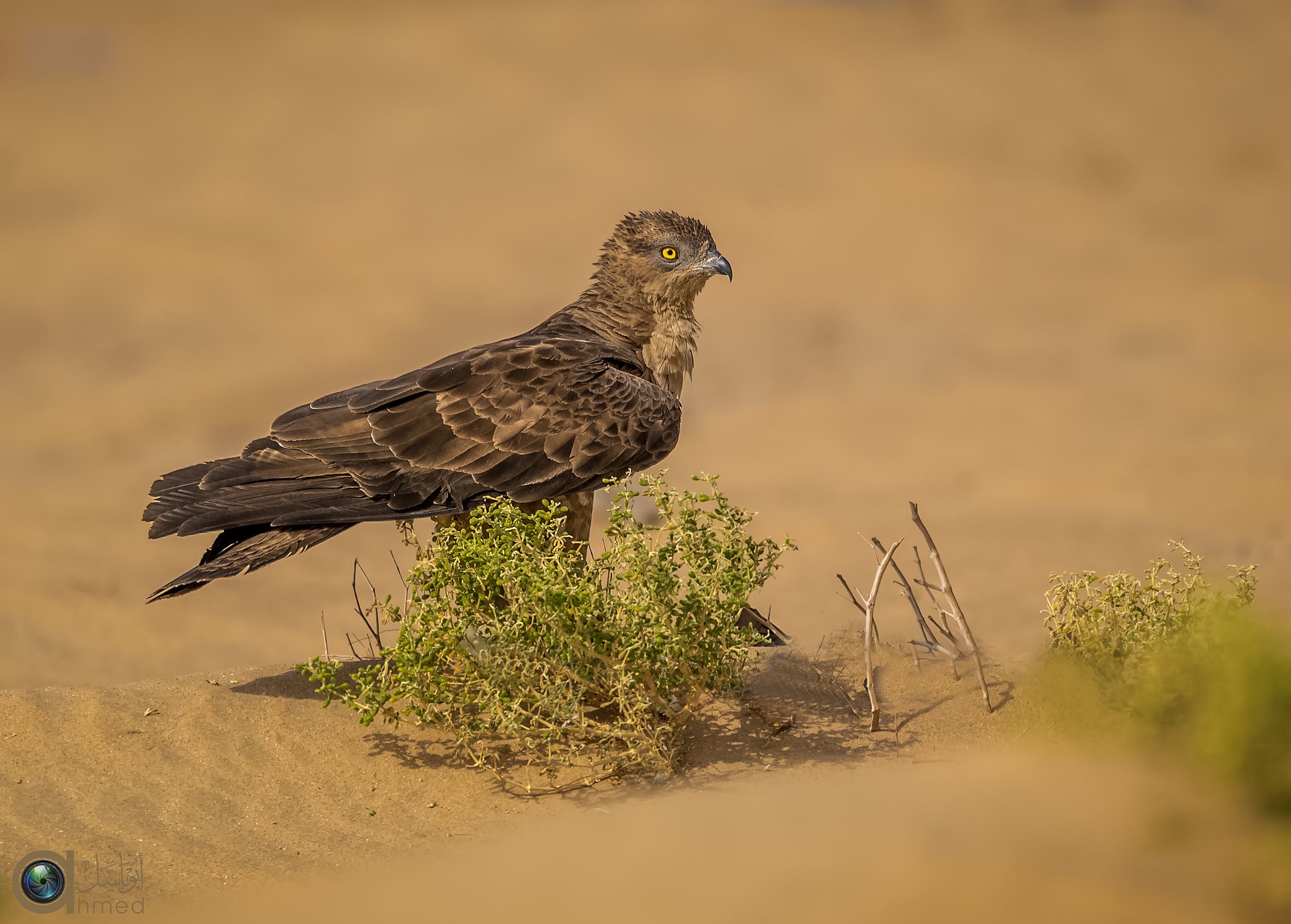 Sigma 150-600mm F5-6.3 DG OS HSM | S sample photo