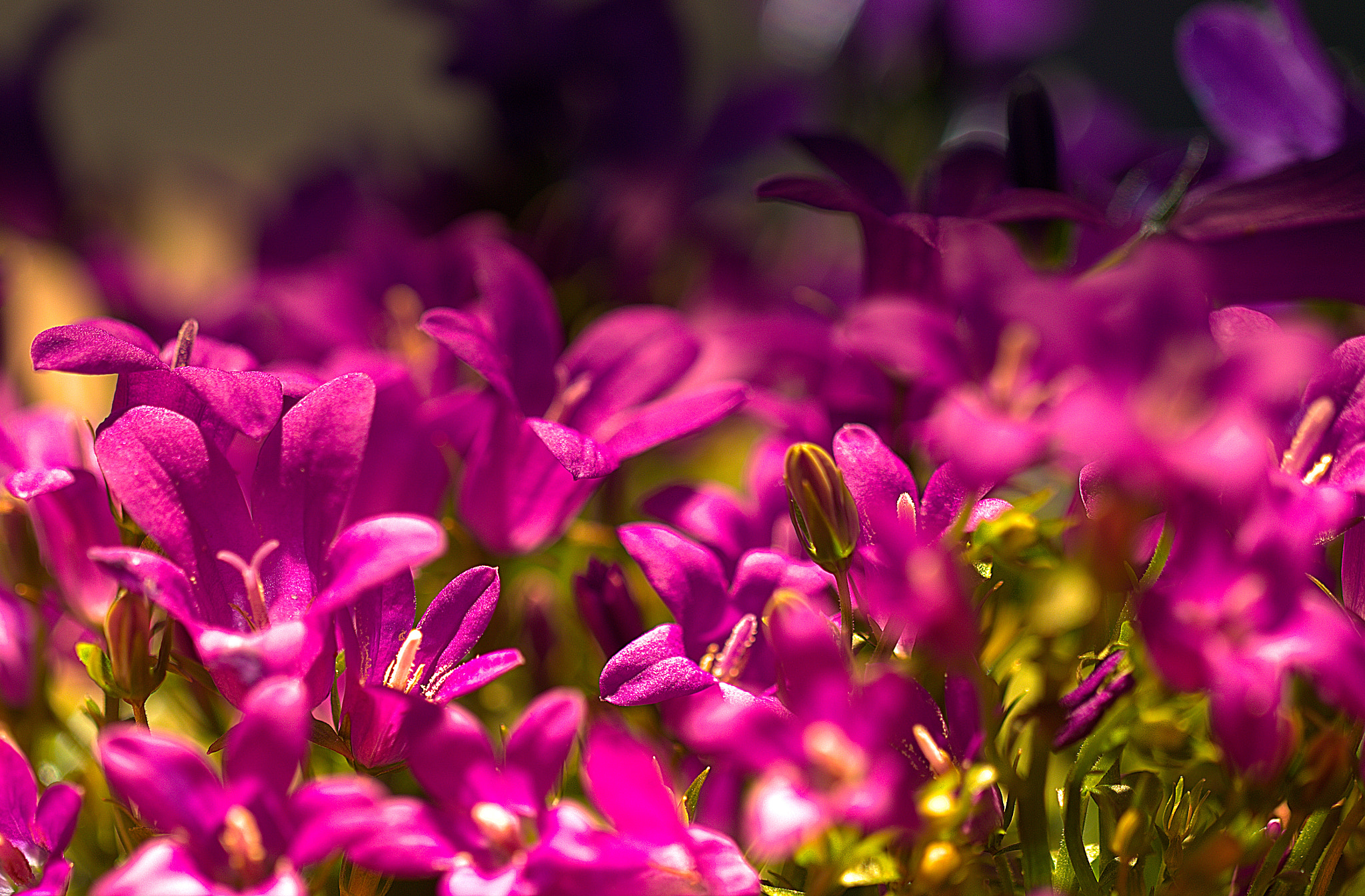 Canon EF 100mm F2.8L Macro IS USM sample photo. Img photography