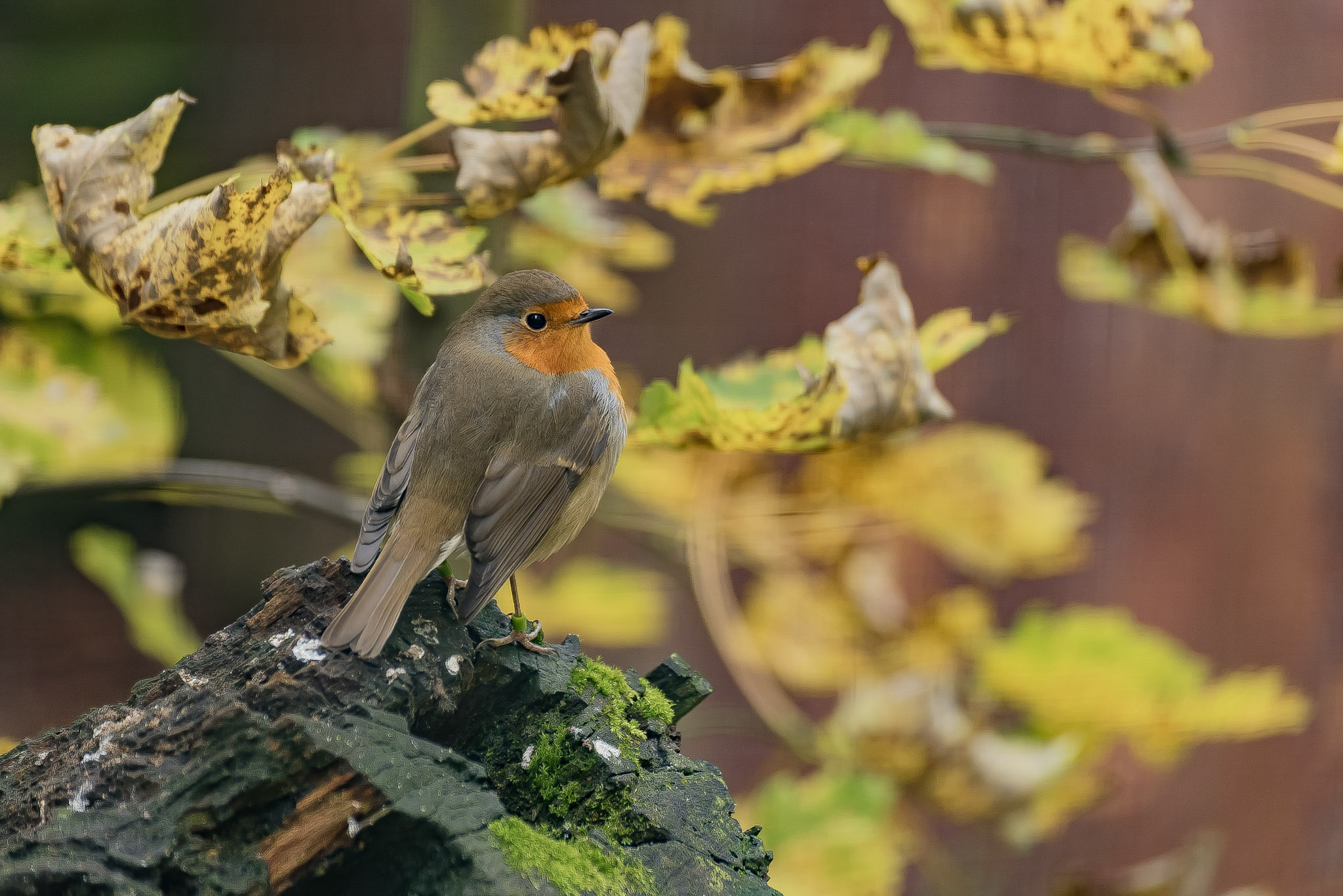 Tamron SP 70-300mm F4-5.6 Di VC USD sample photo. Herbstvogel photography