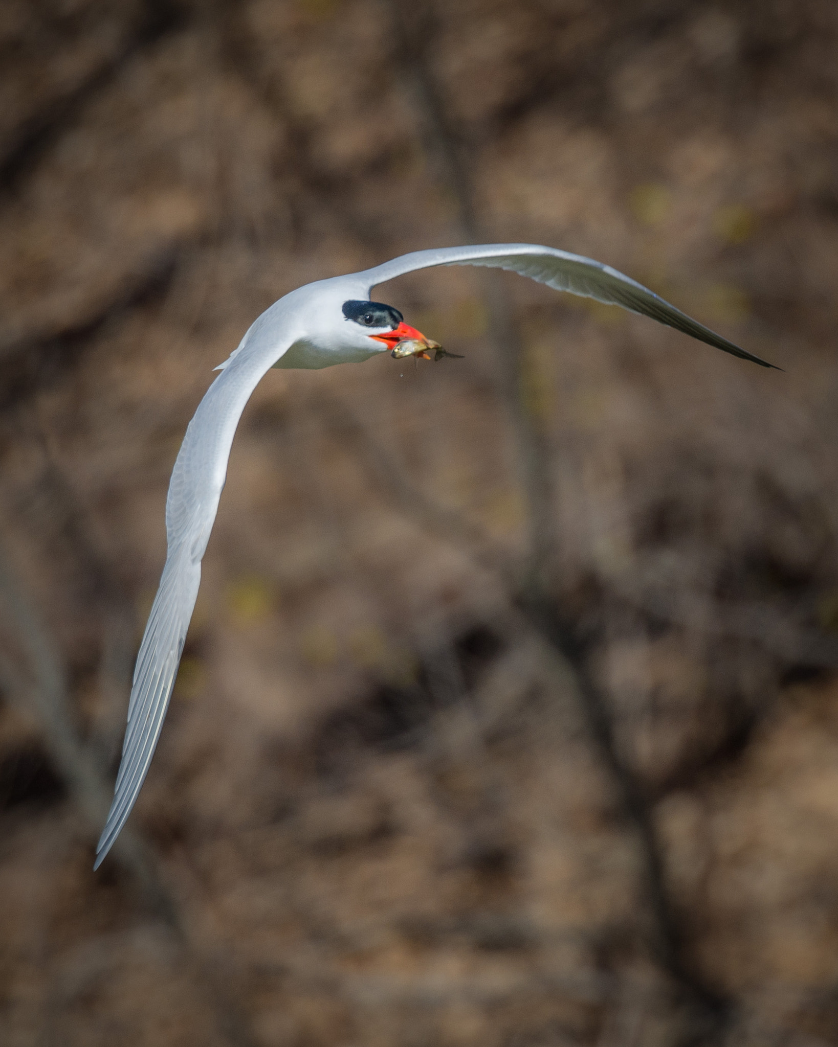 Nikon Nikkor AF-S 300mm F4E PF ED VR sample photo. Fish dinner photography