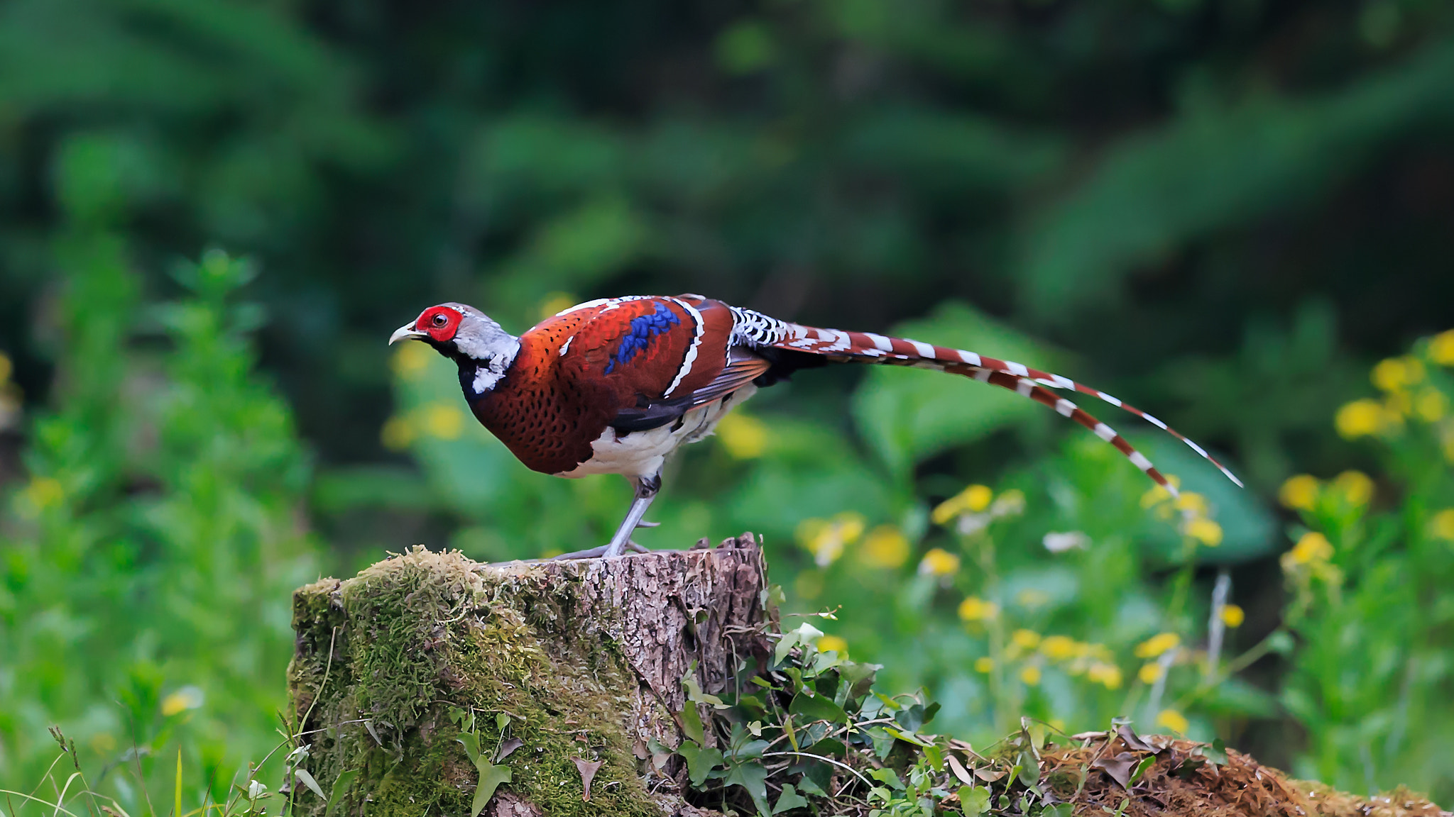 Canon EF 300mm F2.8L IS II USM sample photo