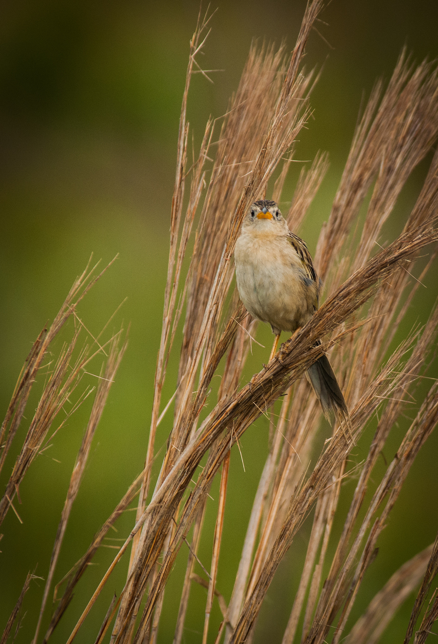 Nikon D300 sample photo. Canario do campo photography