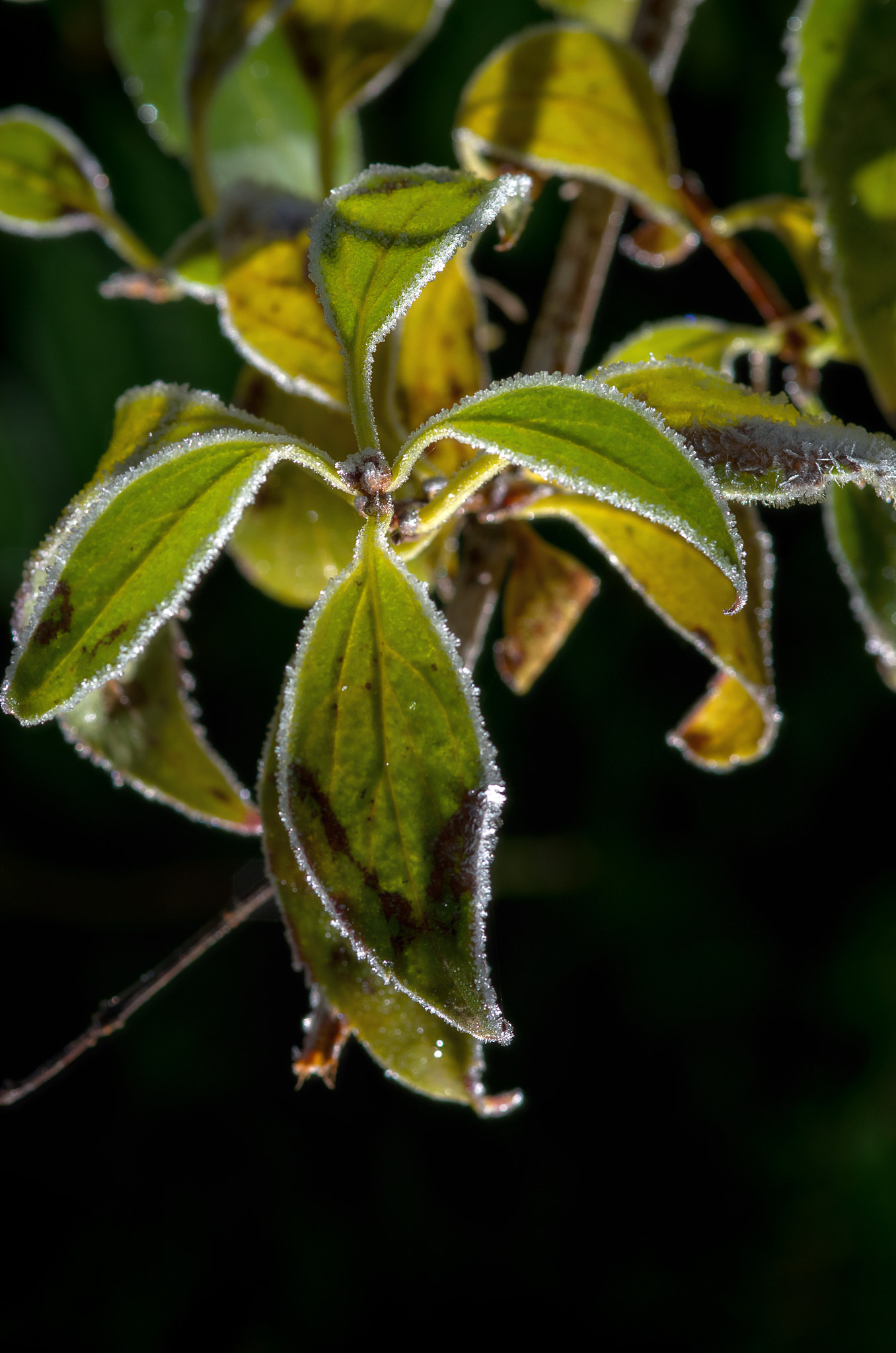 Pentax K-5 + Sigma sample photo. Looks like sugar photography