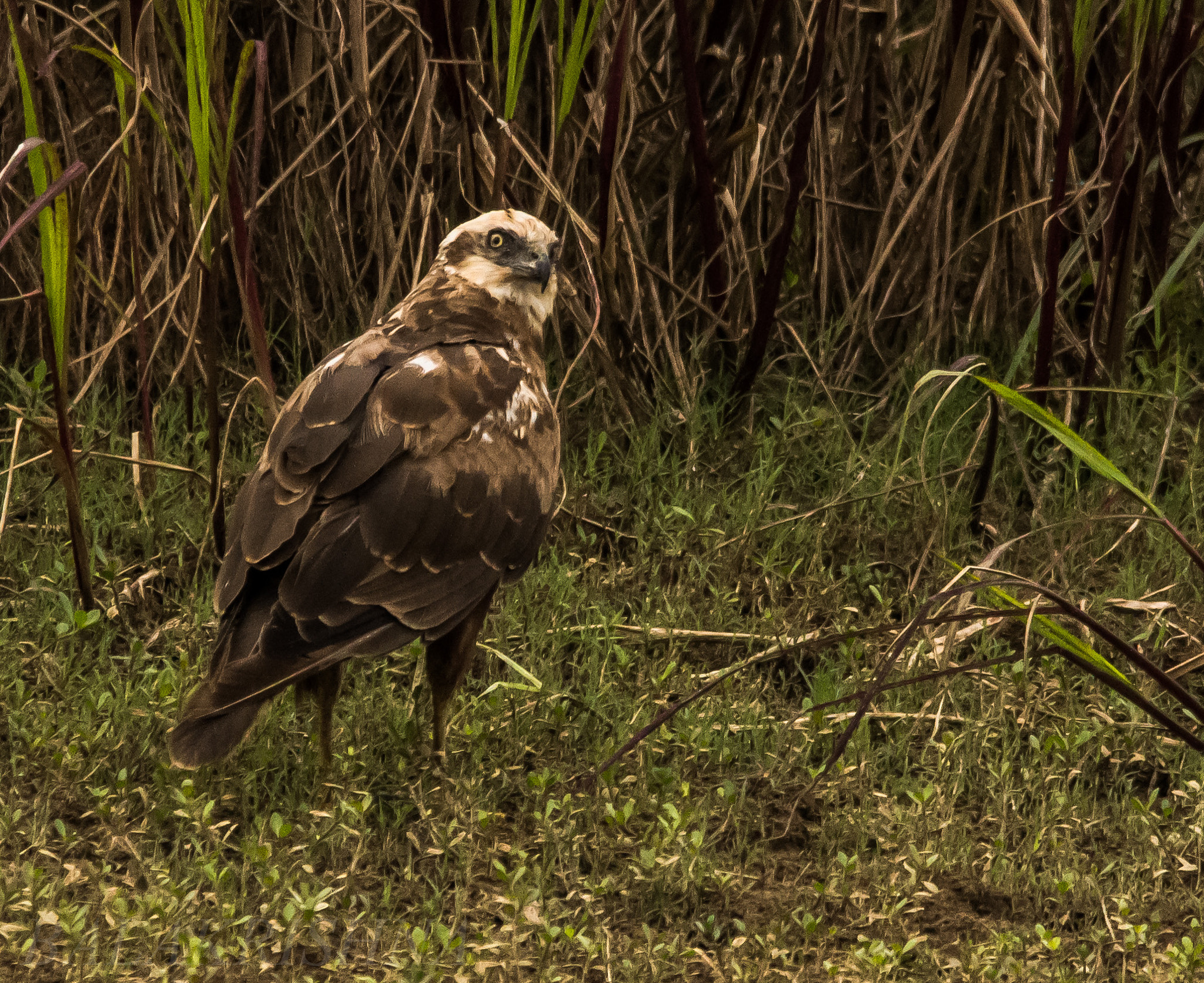 Sigma 150-500mm F5-6.3 DG OS HSM sample photo. Marsh harrier photography