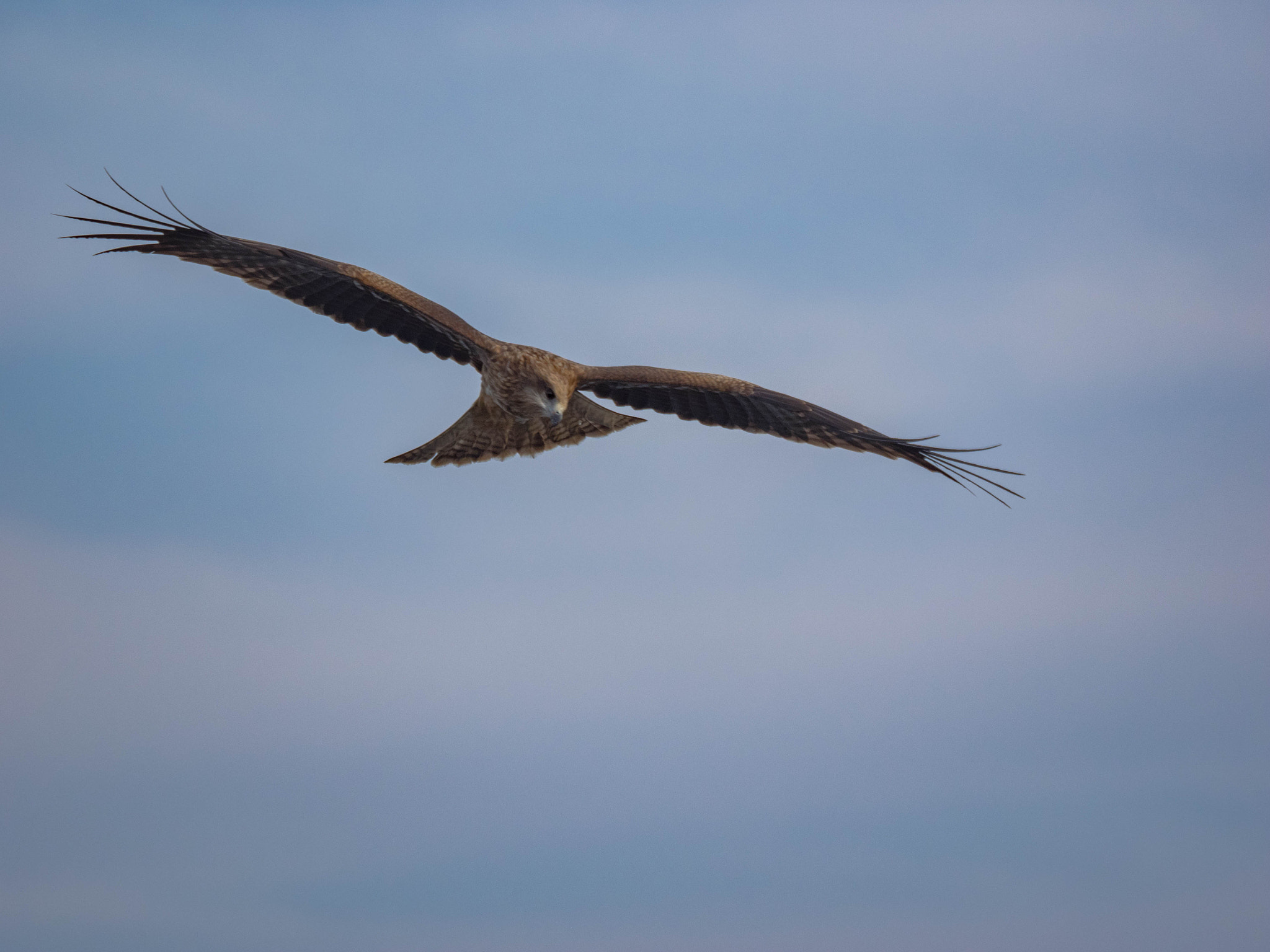 Olympus OM-D E-M1 + Olympus M.Zuiko Digital ED 40-150mm F2.8 Pro sample photo. 鳶 photography