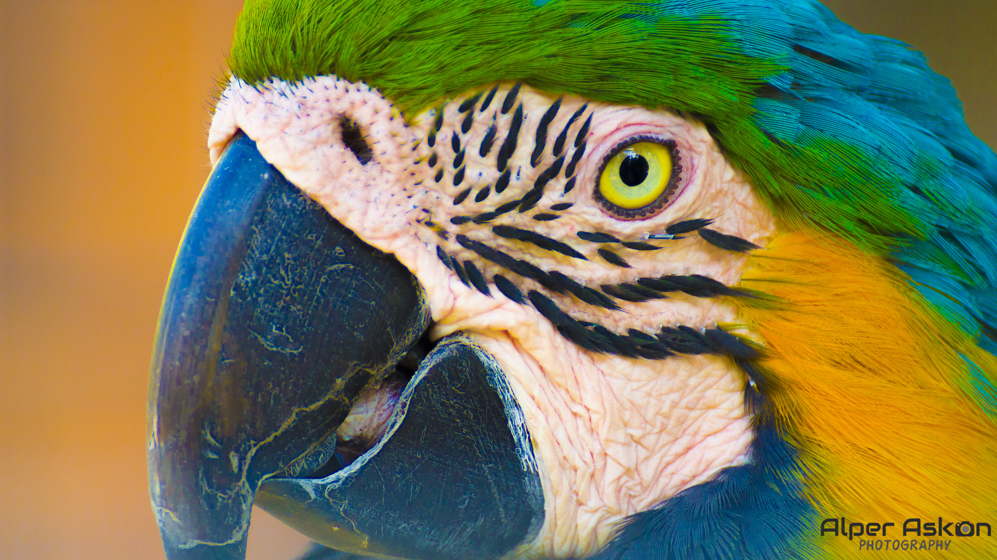 Sony DT 55-300mm F4.5-5.6 SAM sample photo. Parrot photography