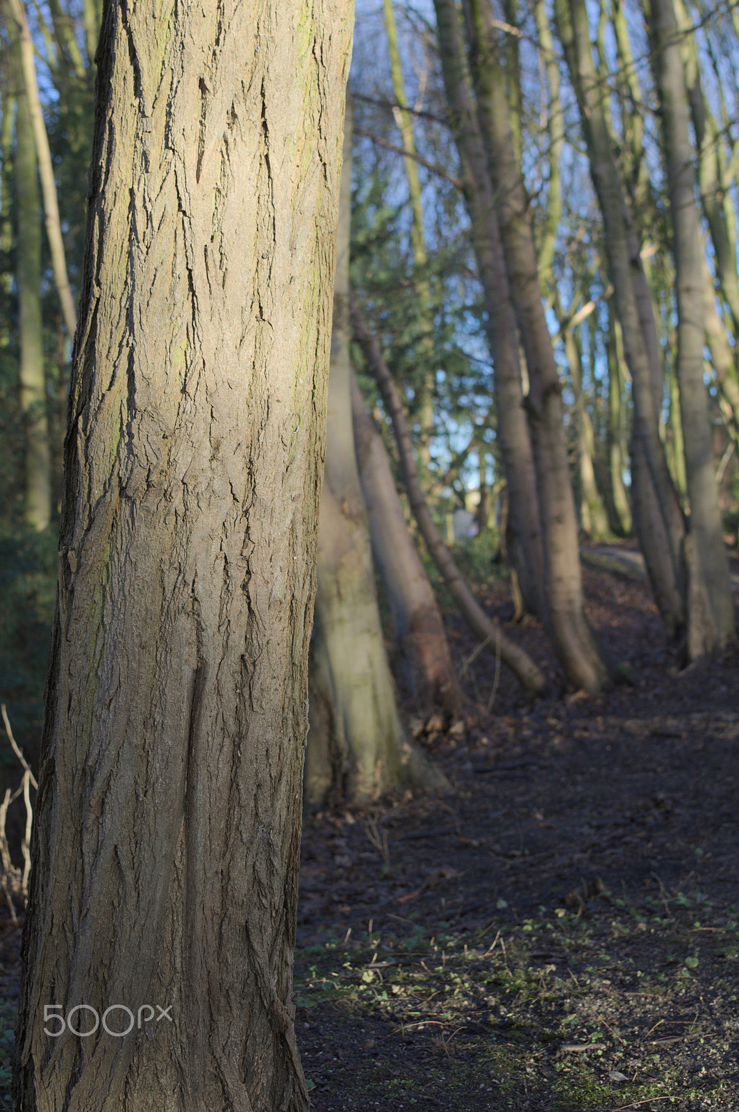 Nikon D500 + Nikon AF-S DX Nikkor 35mm F1.8G sample photo. The dance of the trees photography