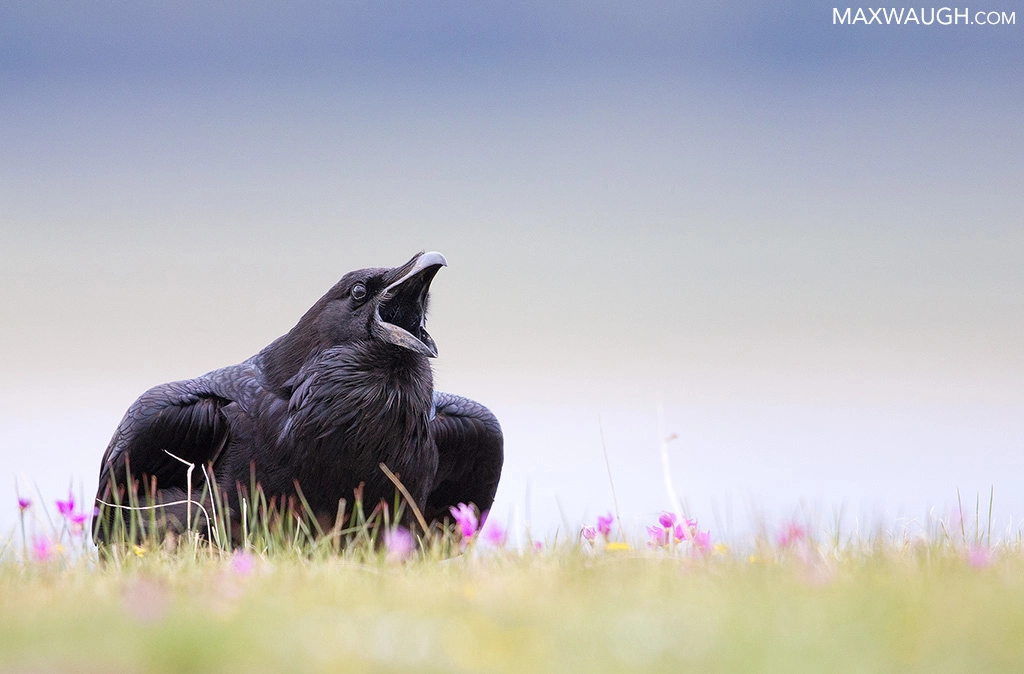 Canon EOS-1D X sample photo. Not quite the best of 2016: common raven photography