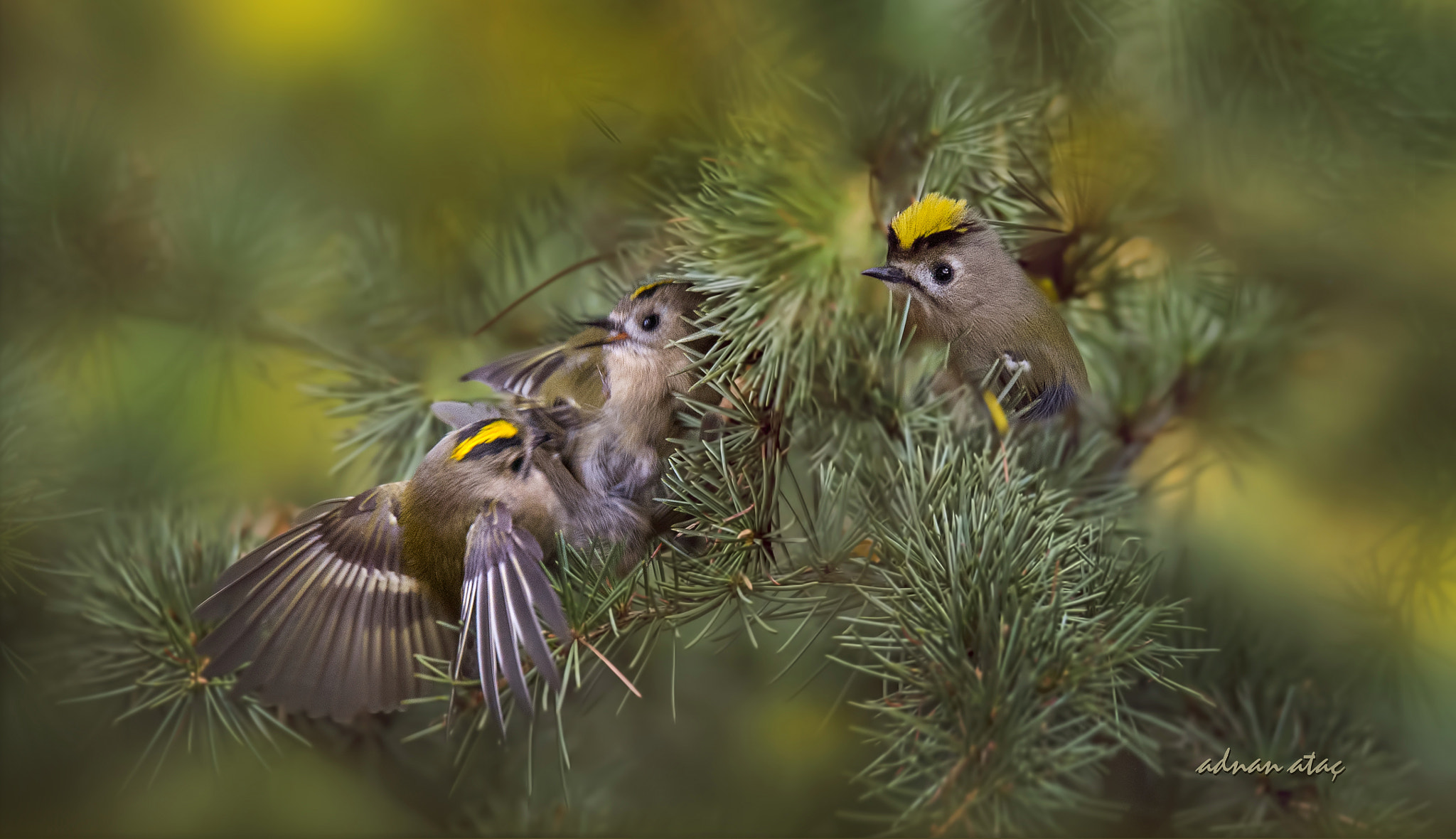 Sigma 150-600mm F5-6.3 DG OS HSM | S sample photo. Çalıkuşu - goldcrest - regulus regulus photography