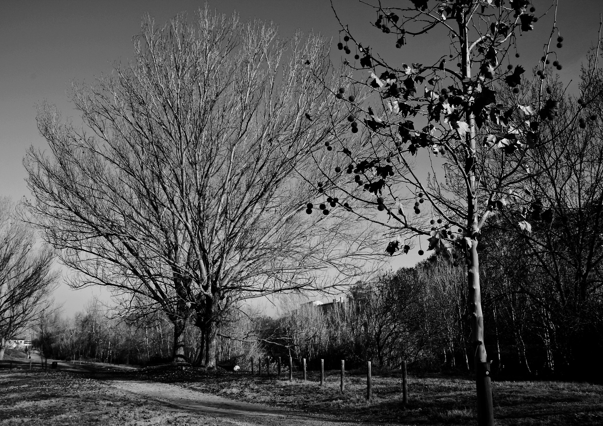 Canon EOS 100D (EOS Rebel SL1 / EOS Kiss X7) sample photo. Tree photography