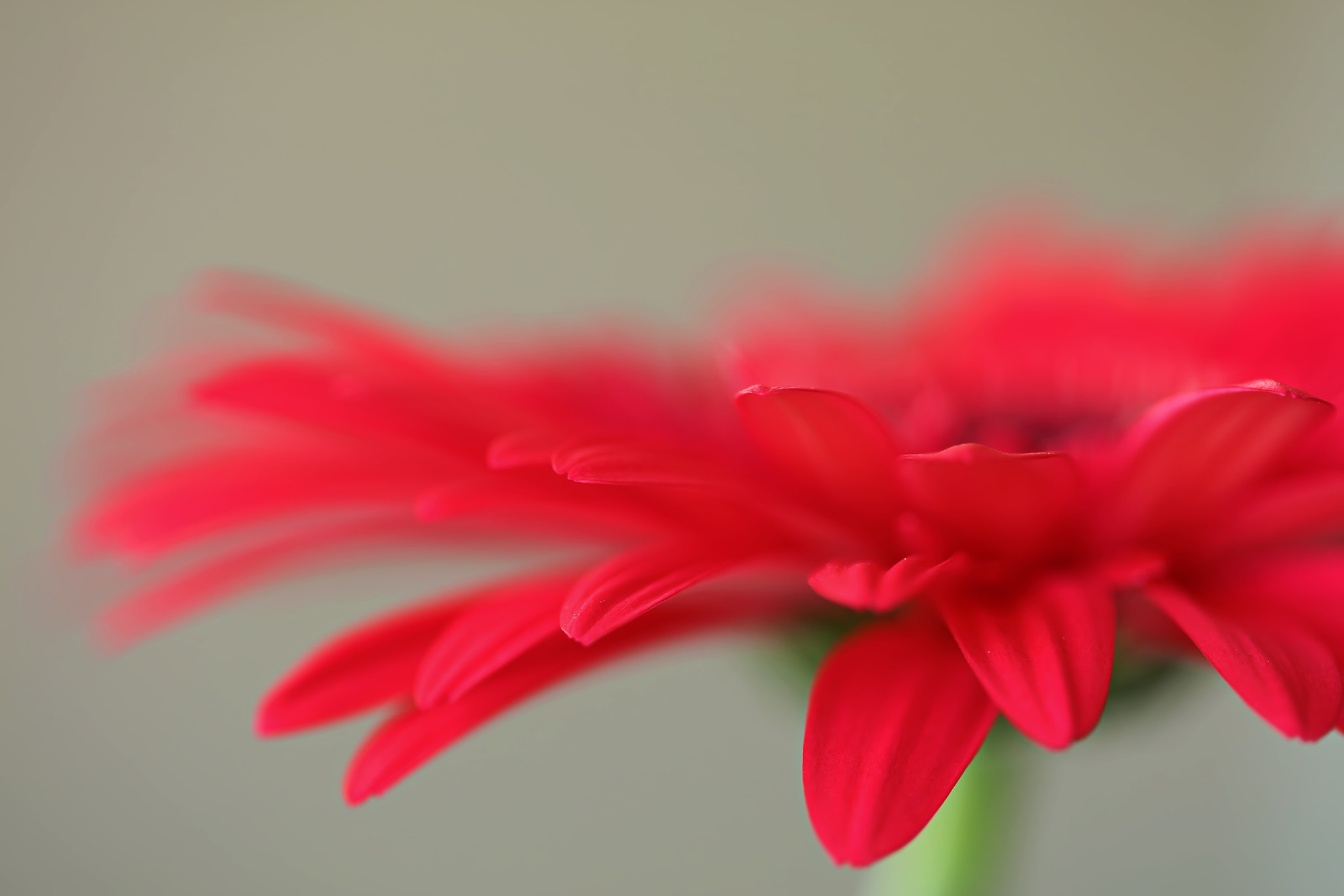 Canon EF 100mm F2.8 Macro USM sample photo. Red gerbera photography